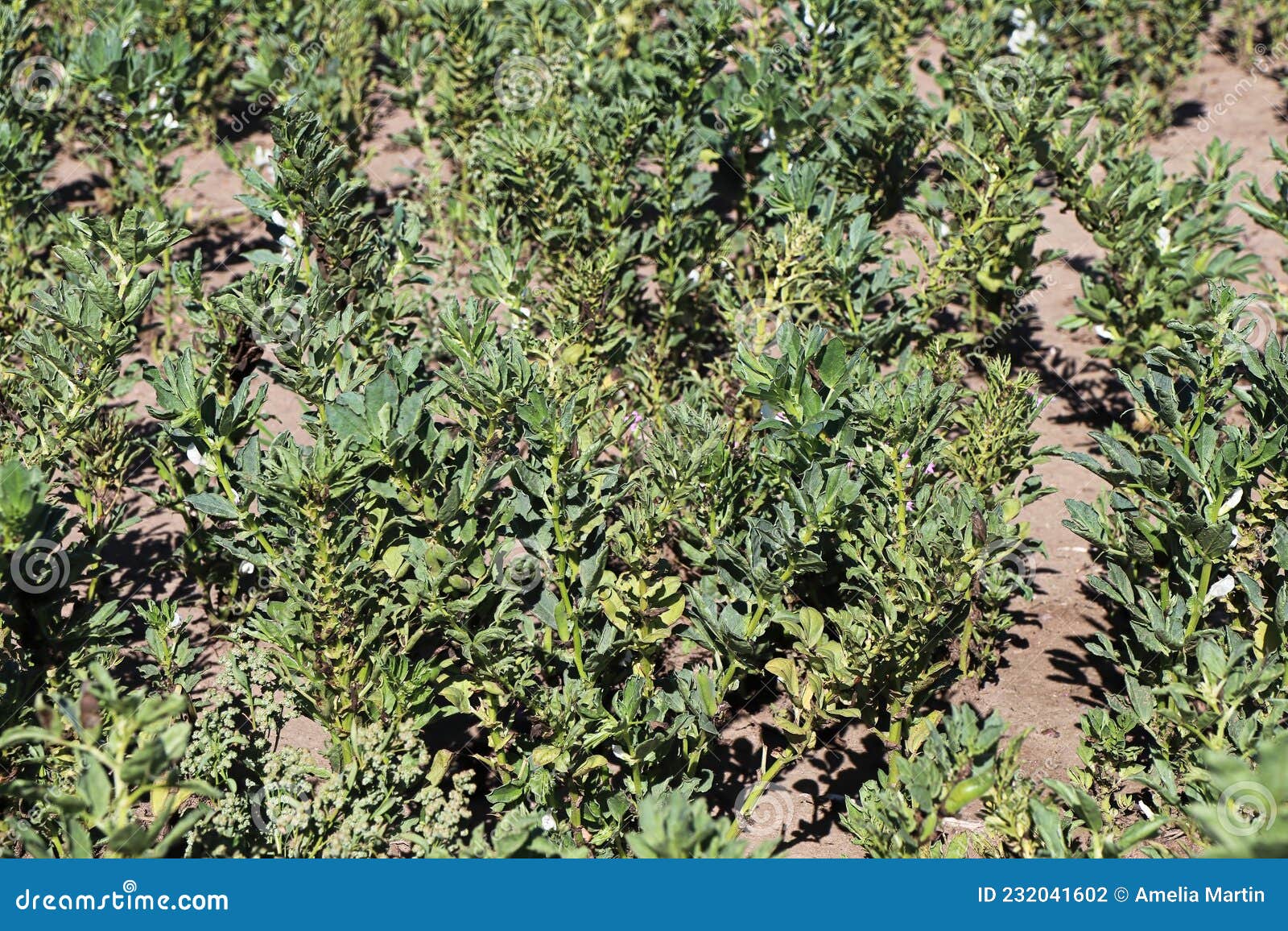 A Field of Broad Beans Growing in Sandy Soil Stock Photo Image of