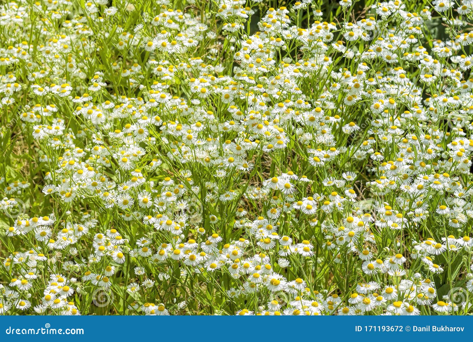 Field Of Camomile Daisy Flowers Stock Photo Image Of White Yellow