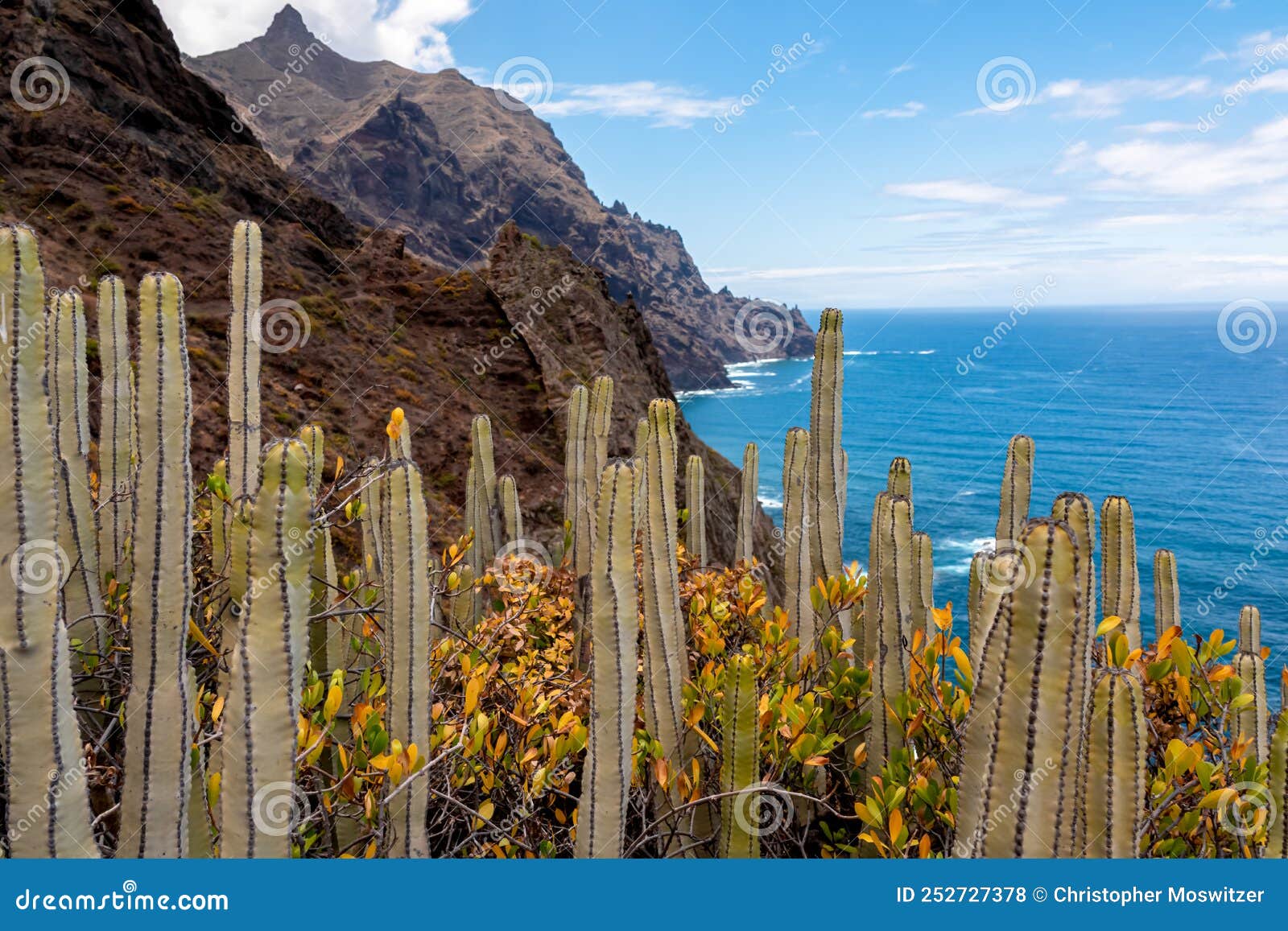 field of canary island spurge cactus. scenic view atlantic ocean coastline of anaga massif, tenerife, canary islands, spain