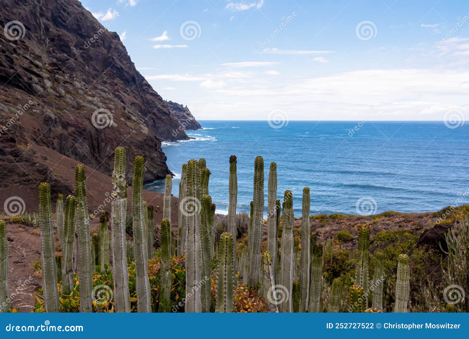 field of canary island spurge cactus. scenic view atlantic ocean coastline of anaga massif, tenerife, canary islands, spain
