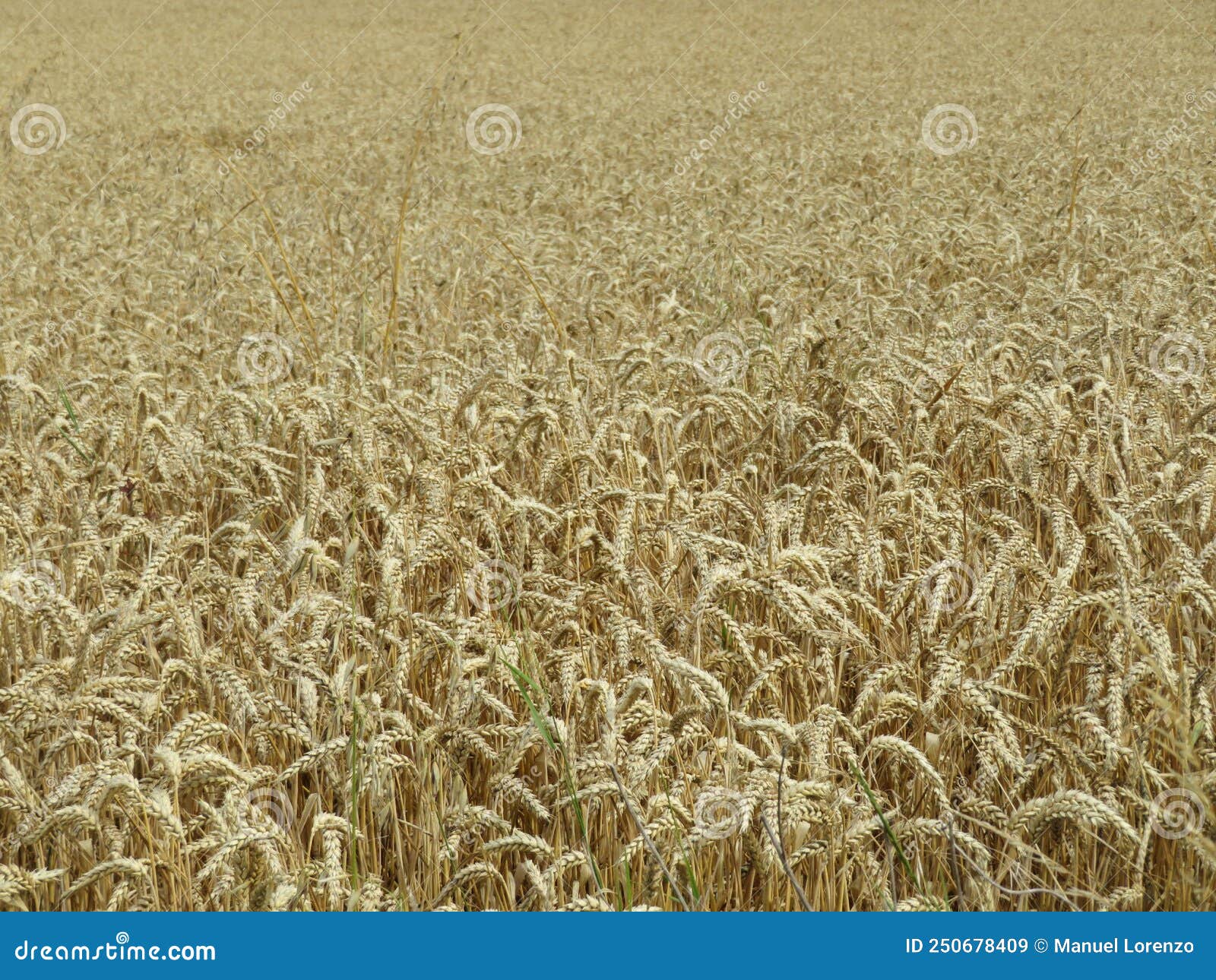 field cereal landscape harvest dry food natural season