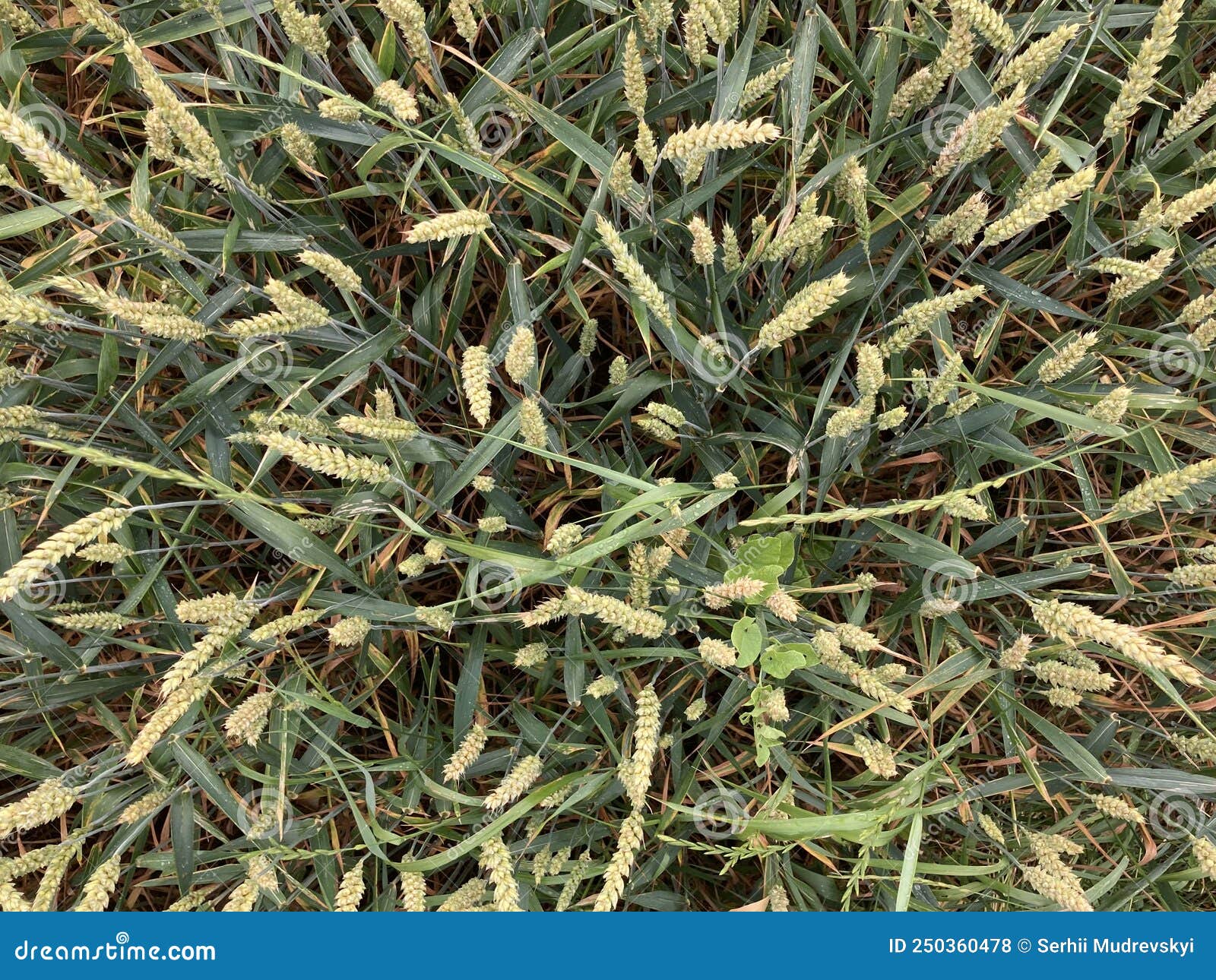 Field of Cereal Plants, Top View Stock Photo Image of barley, grain 250360478