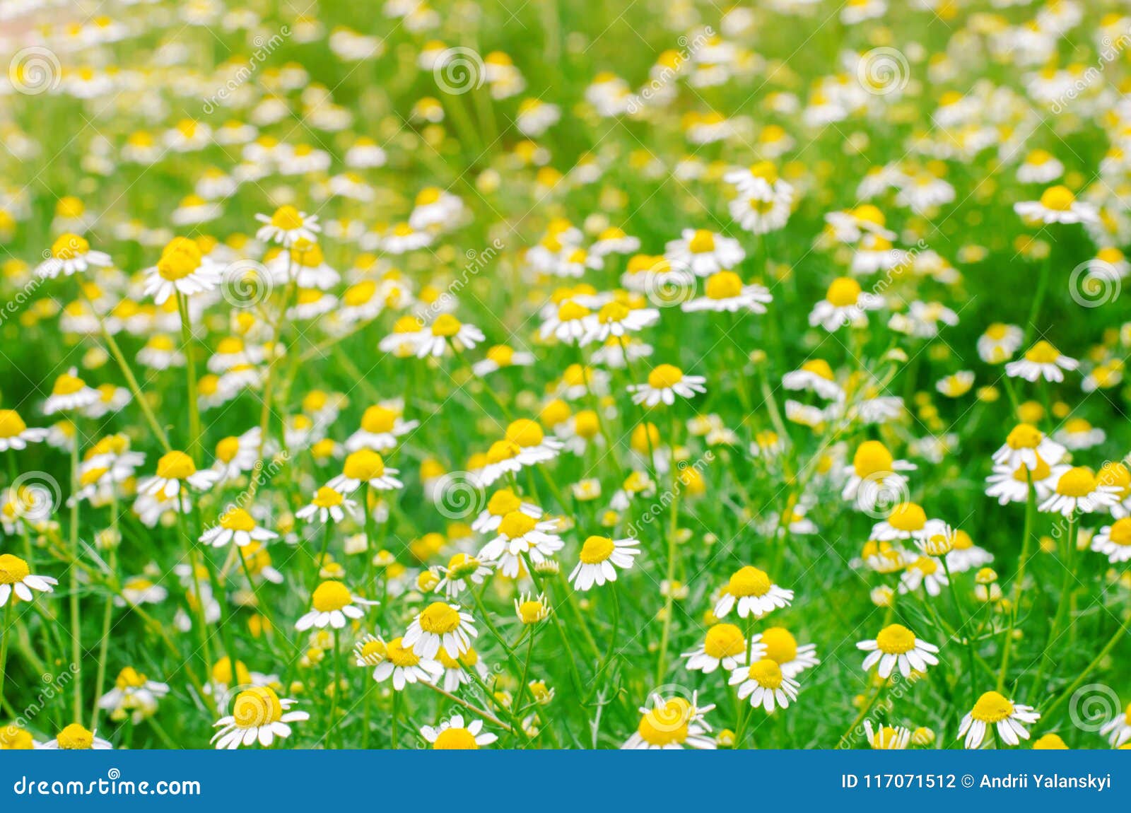 Field Of Chamomile Close Up Beautiful Meadow On A Sunny Day Summer