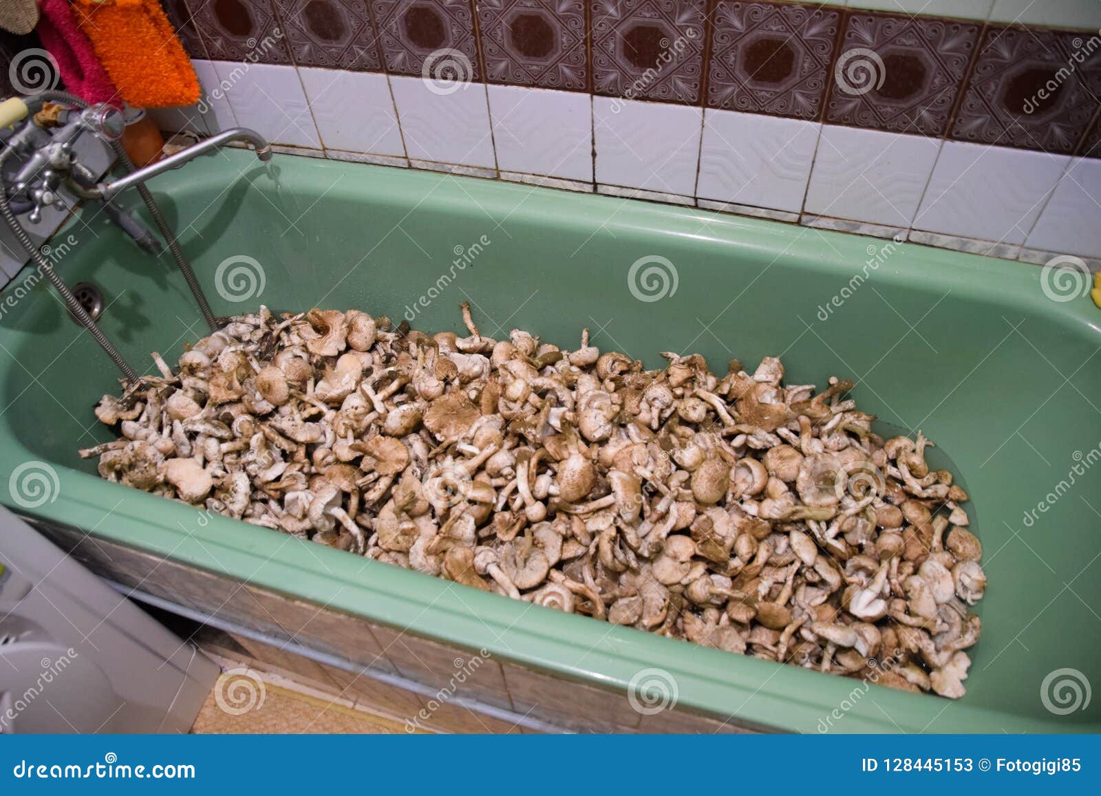 mushrooms in bathroom sink