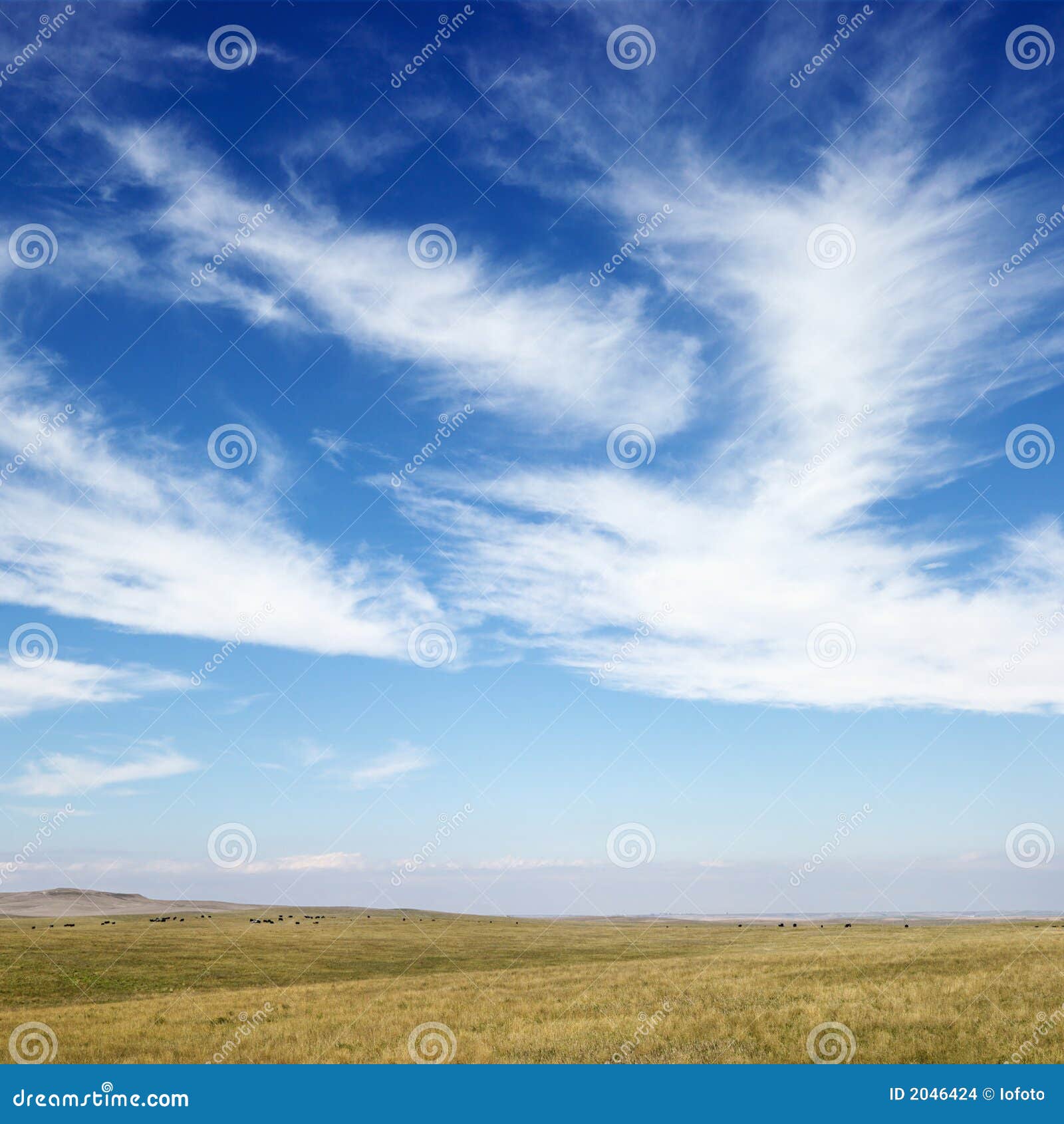 field with cirrus clouds