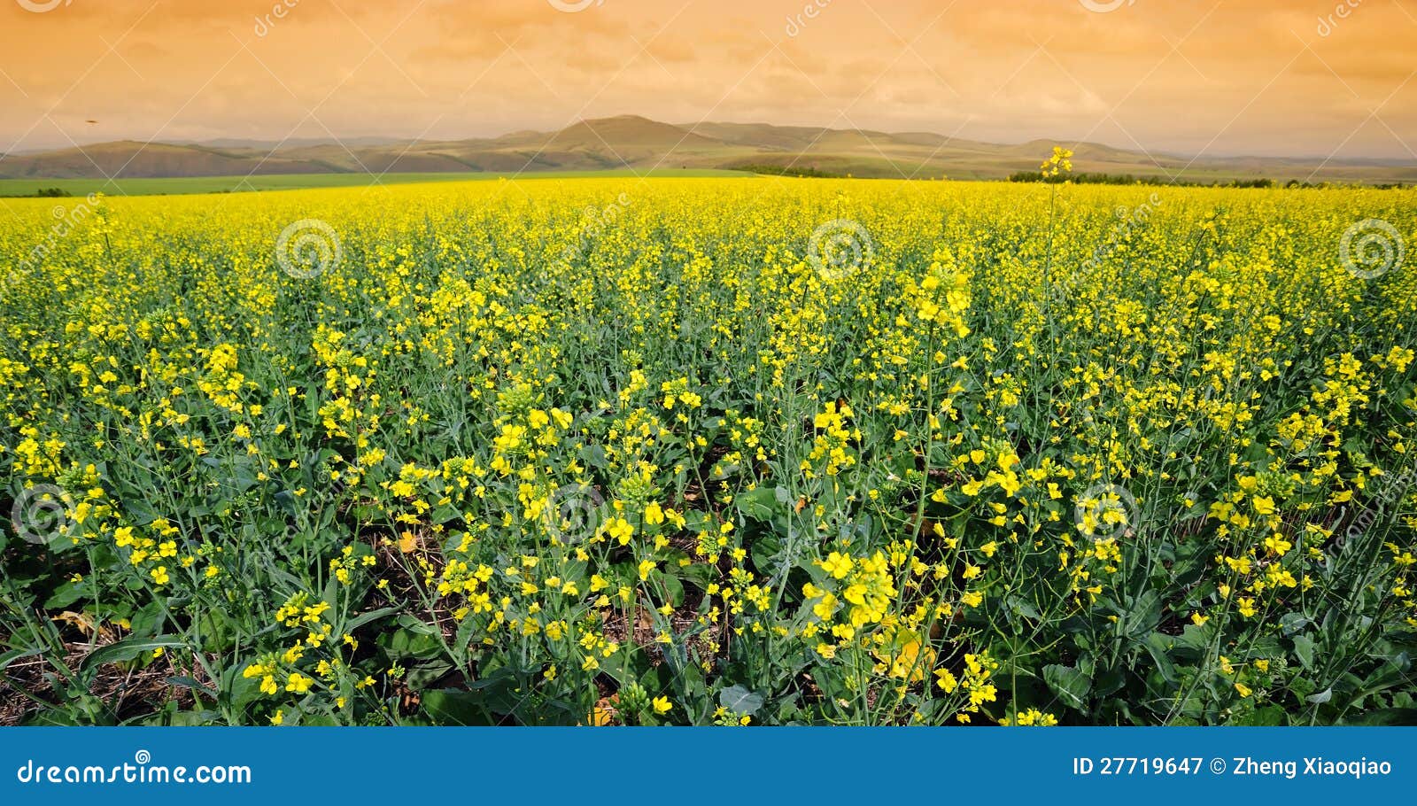 field of cole flowers