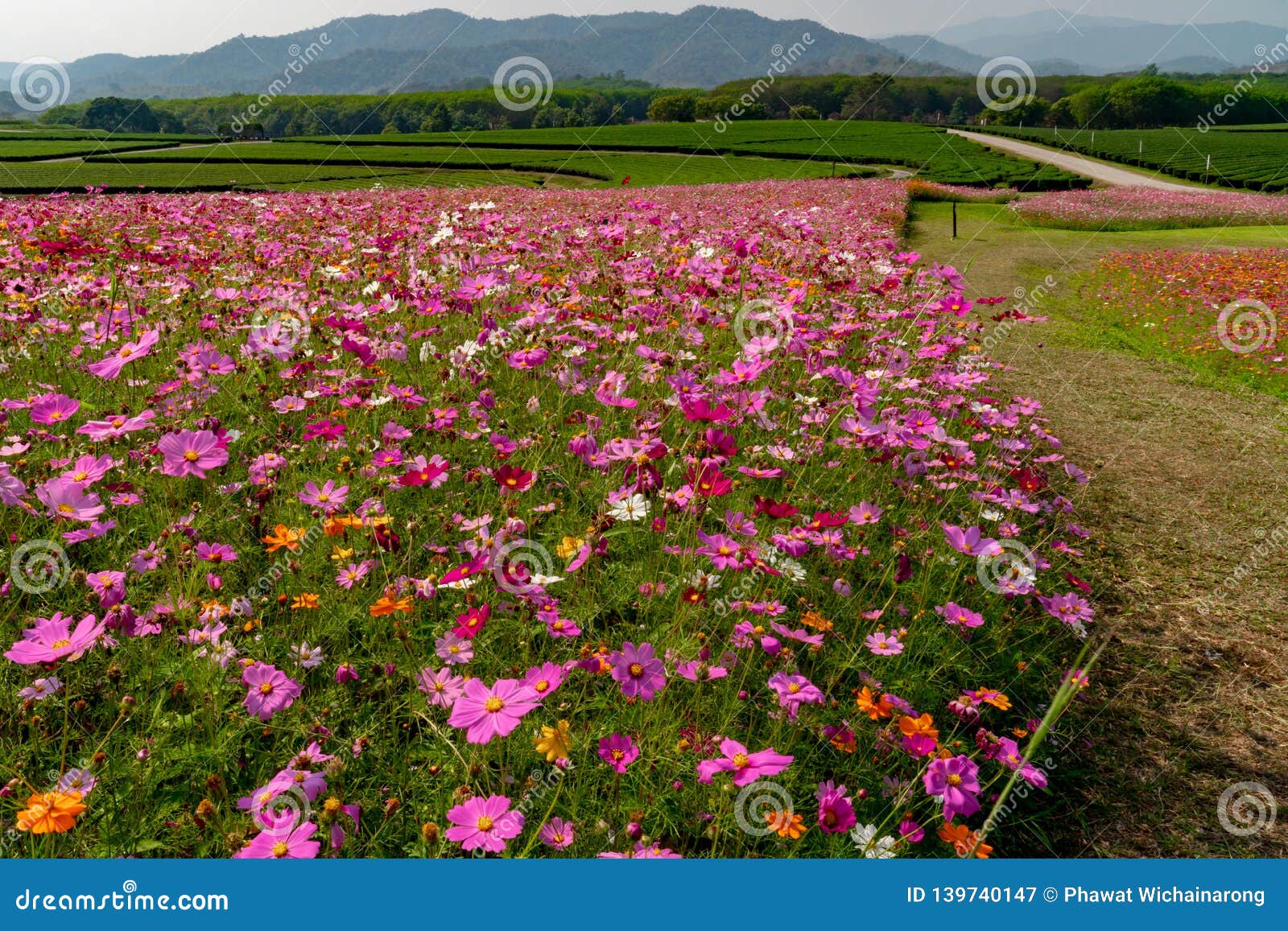 Field of Colorful Cosmos Flowers on the Hill. Stock Image - Image of  flower, nature: 139740147
