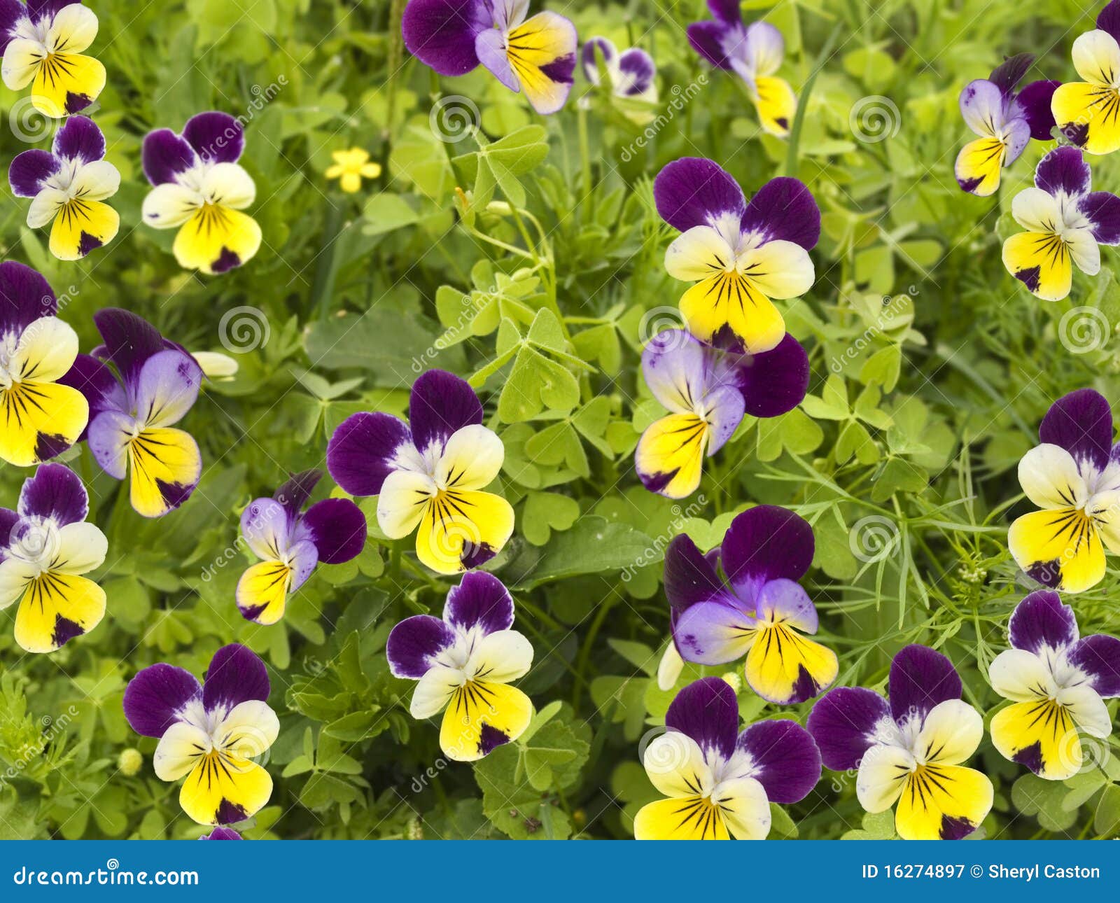 Field of Colorful Spring Flowers Pansies Stock Image Image of natural, bloom 16274897