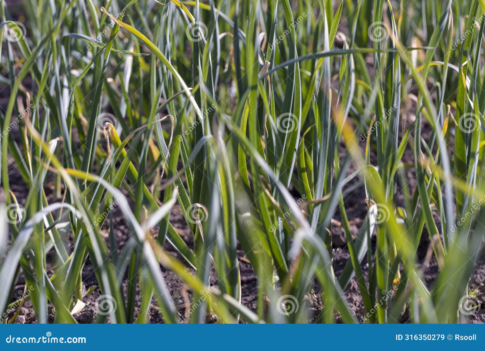 a field completely planted with garlic in summer