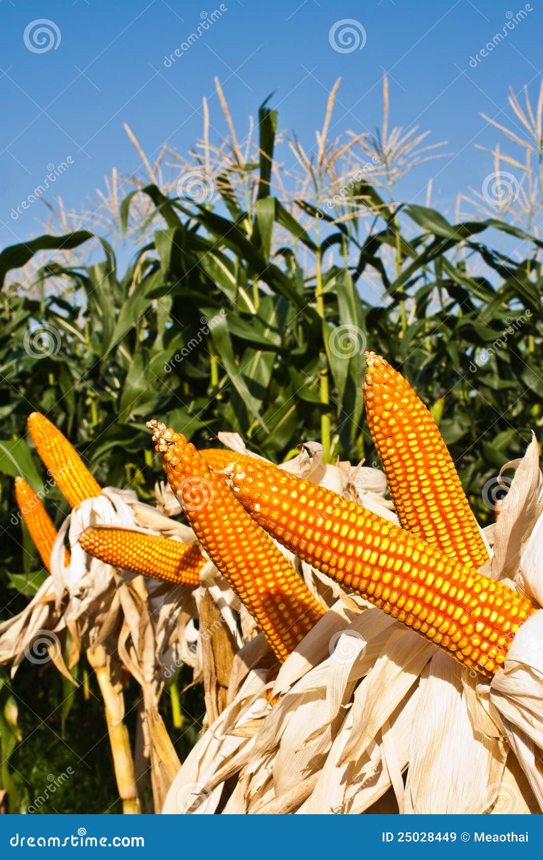 Field Corn for Feeding Livestock Stock Image Image of harvesting, linn 25028449