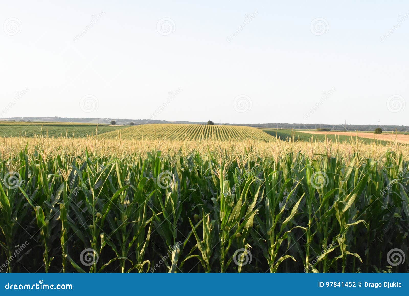 field of corn