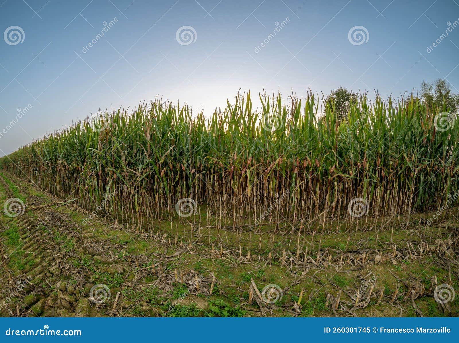 Field with Corn Plants with Cobs Stock Image Image of cornfield