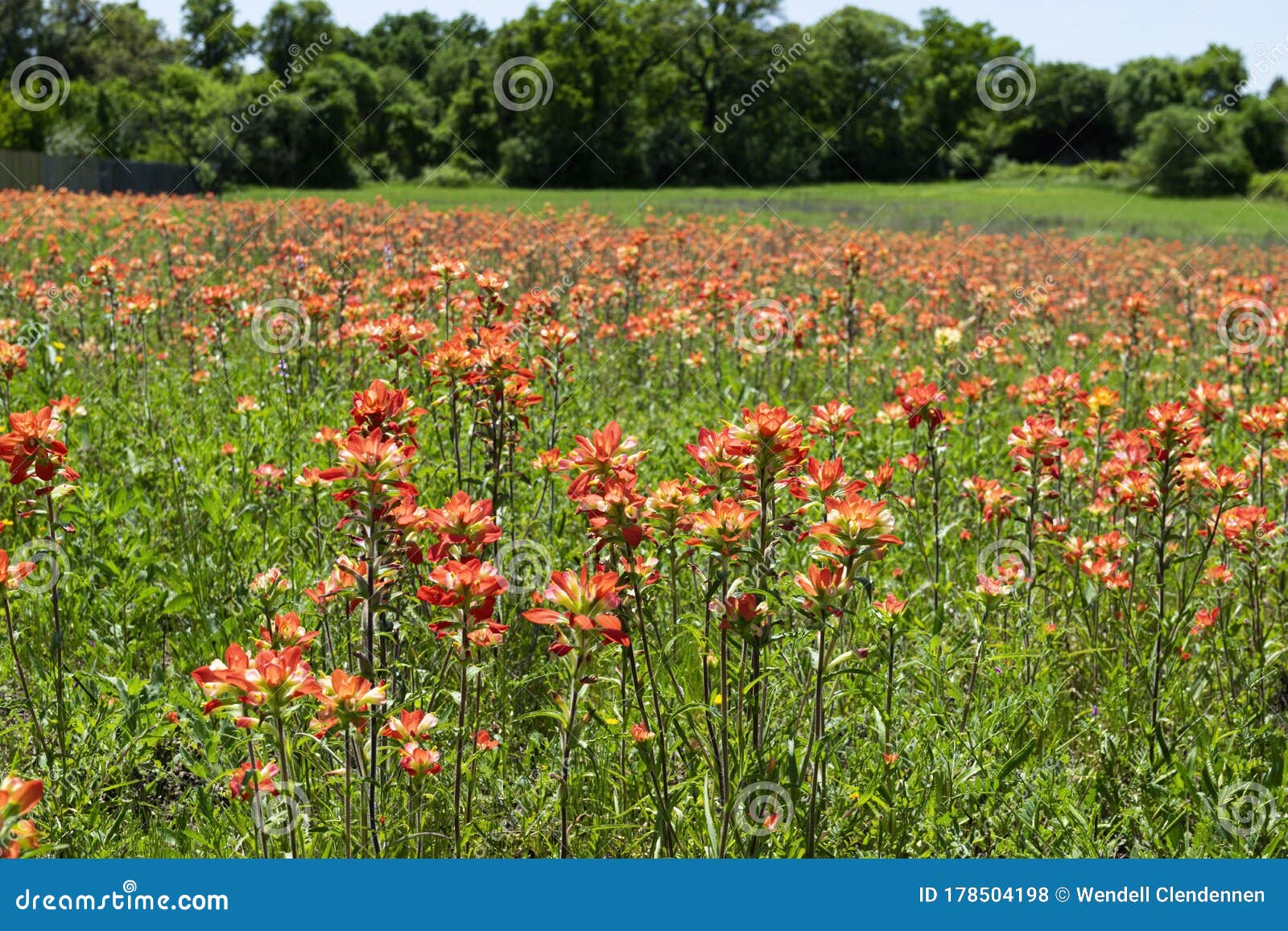 indian paintbrush silk flowers indian paintbrush silk flowers