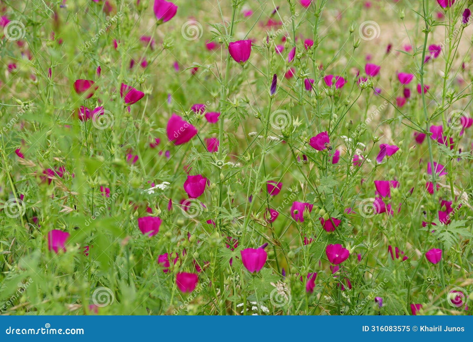 a field covered with the vibrant purple poppy mallow flowers