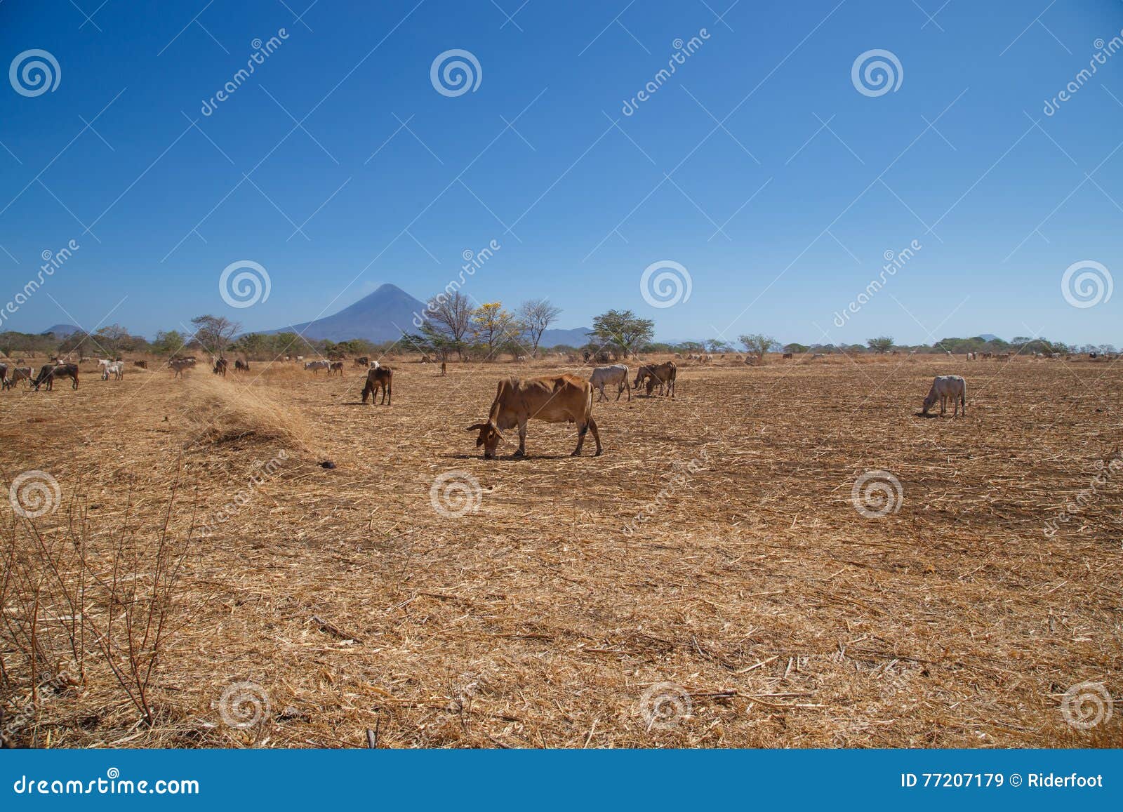 field and cows during summer in nicaragua