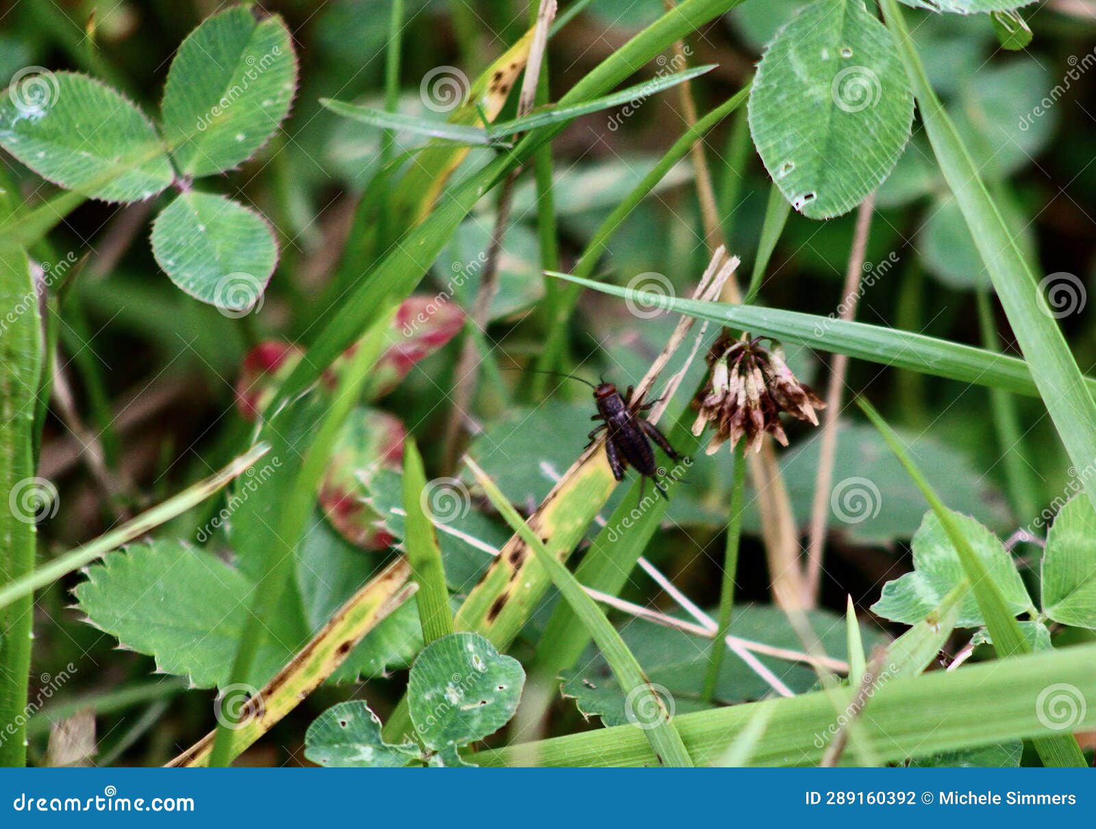 Field Cricket Perched on Large Blades of Grass in the Hayfield