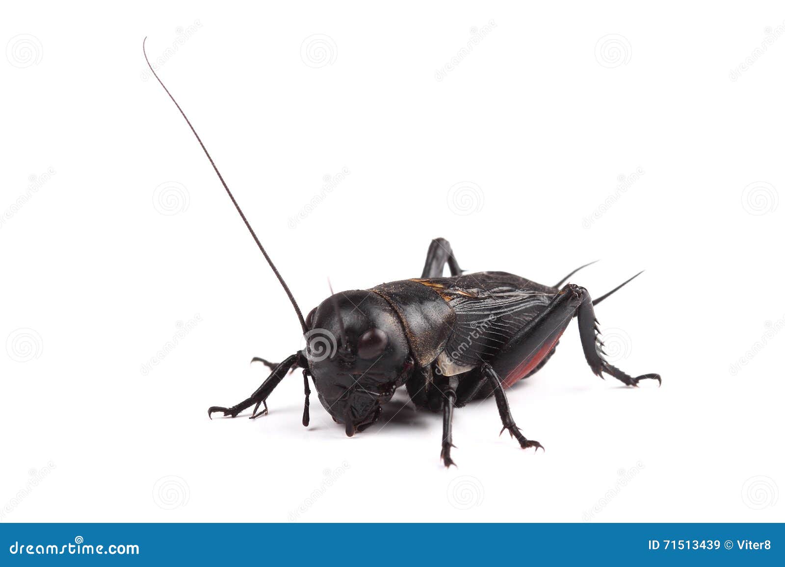 Field Cricket Isolated On White Stock Image Image of macro, gryllus 71513439