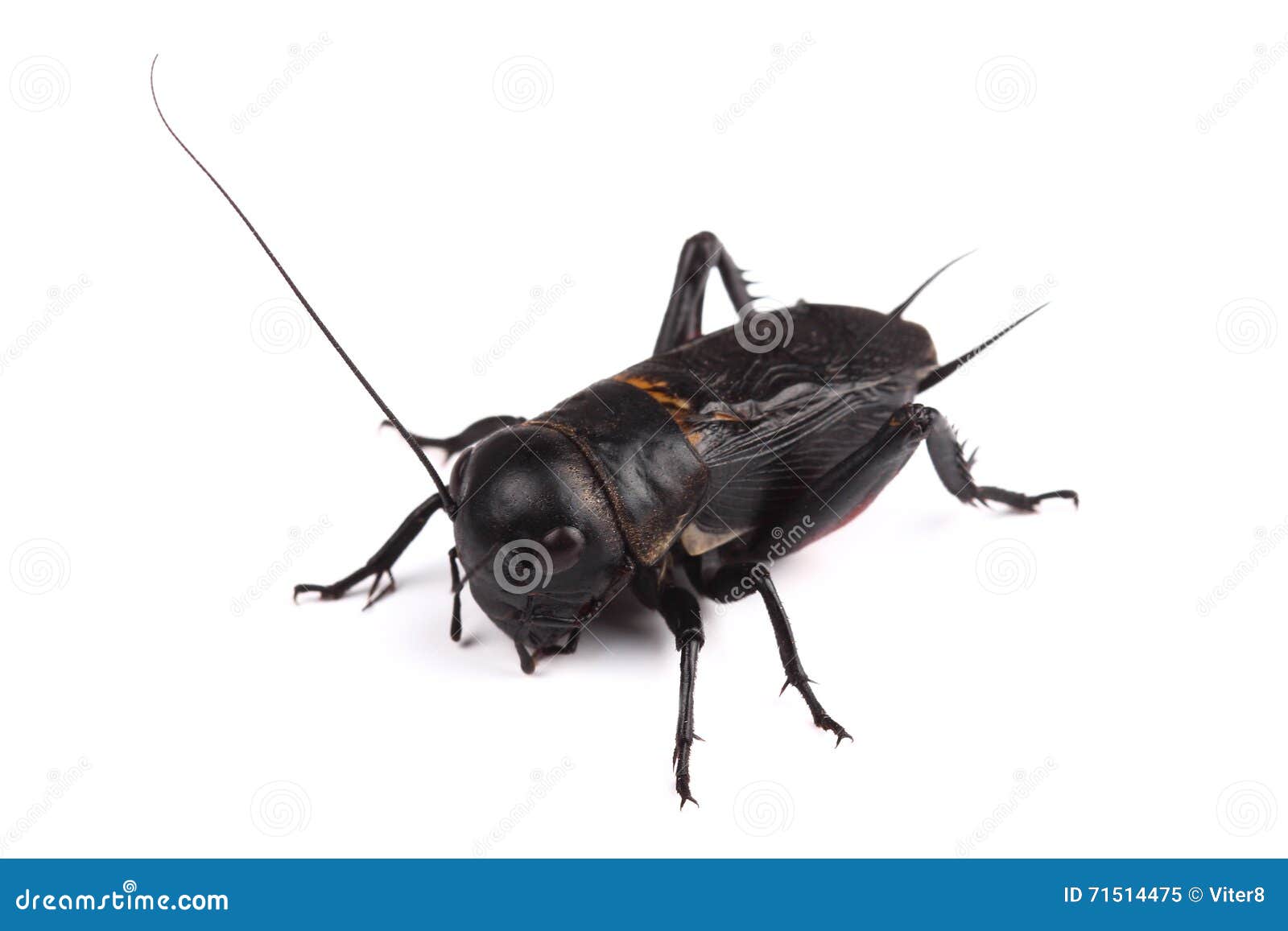 Field Cricket Isolated on White Stock Image Image of insect, white