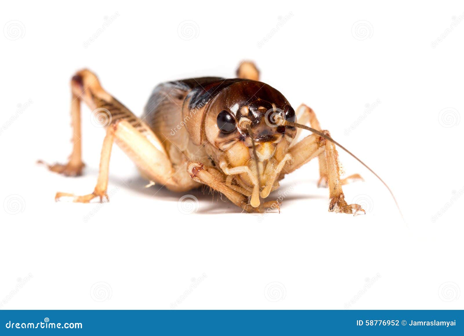 Field Cricket stock photo. Image of jumping, animal, viewed 58776952