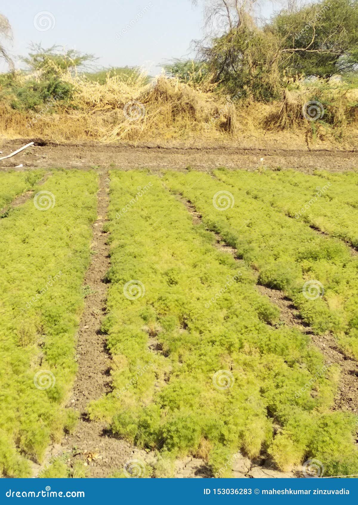 field of crope