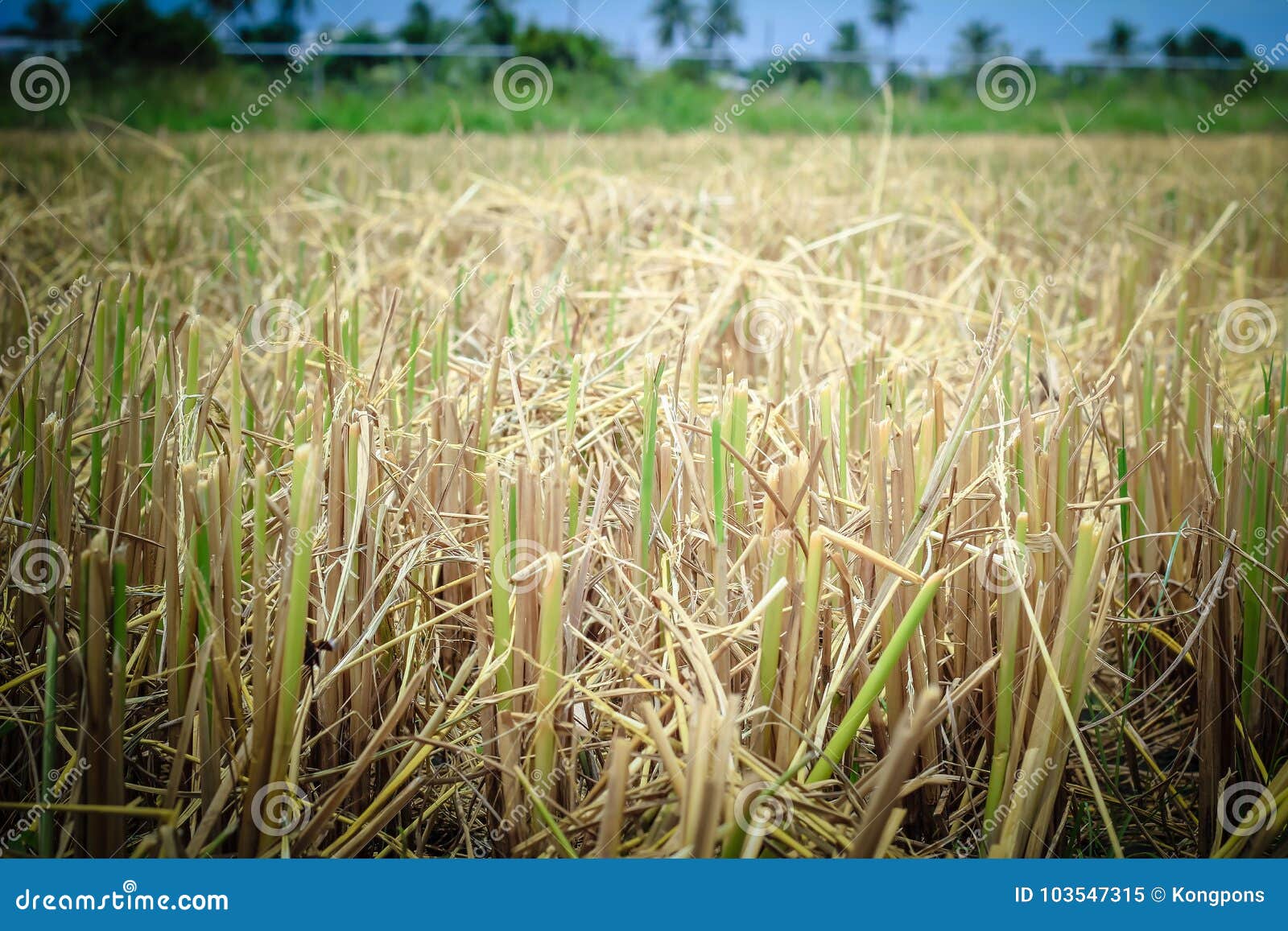 Field of cut wheat stock image. Image of harvester, cereal - 103547315