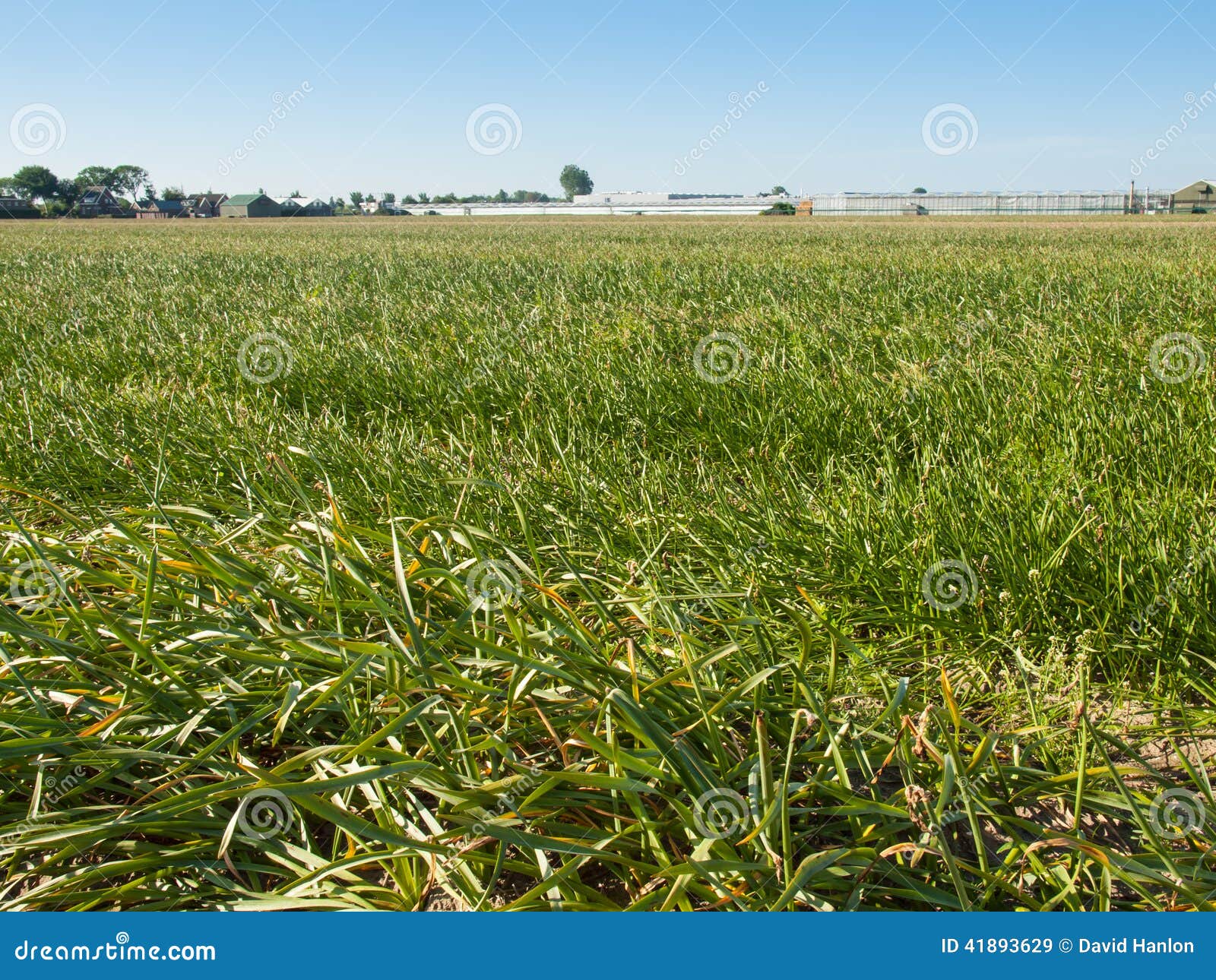 Field of Daffodils with Seed Heads Stock Image Image of daffodils