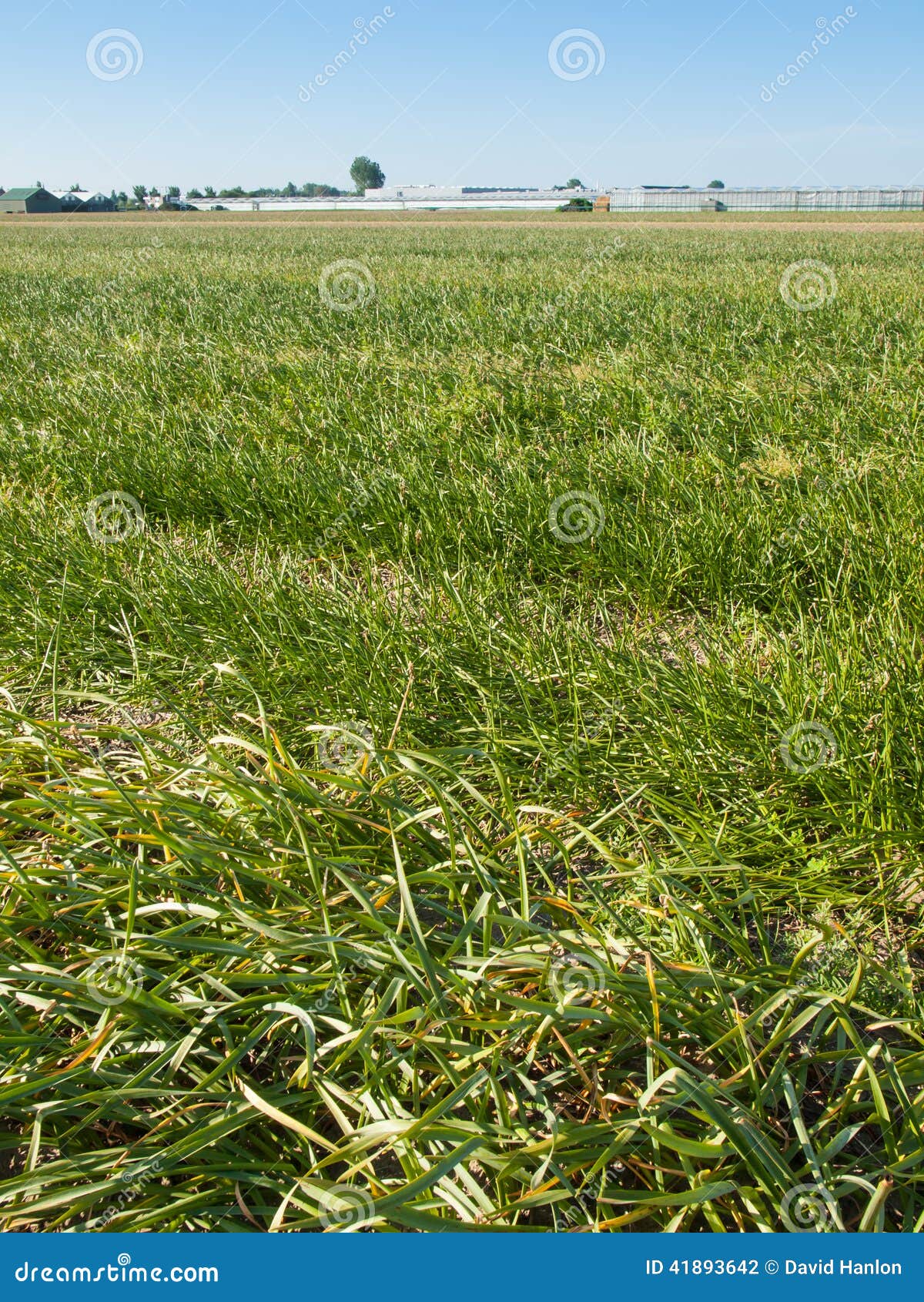 Field of Daffodils with Seed Heads Stock Photo Image of farming