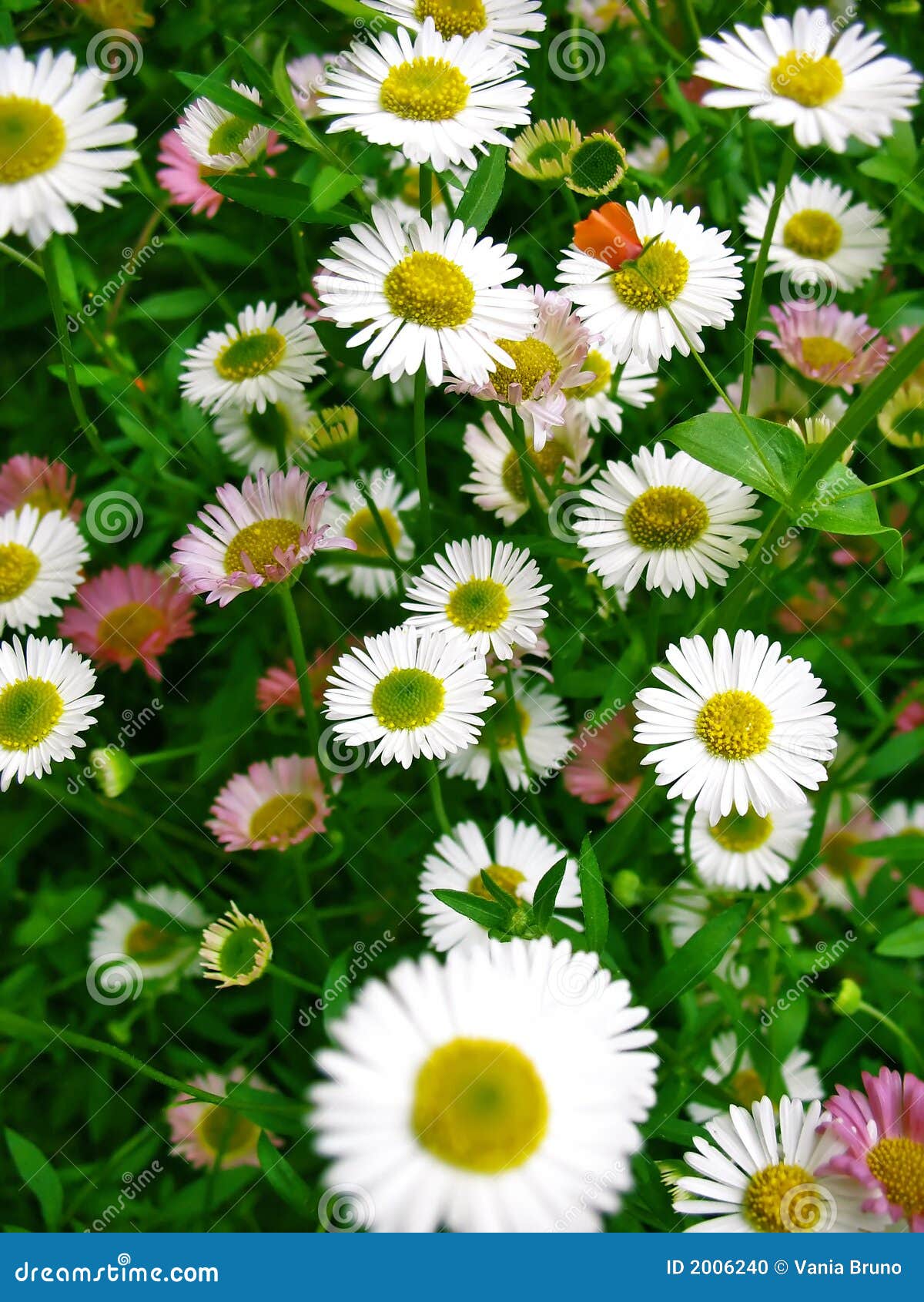 Field of daisies stock photo. Image of full, plant, multiple 2006240