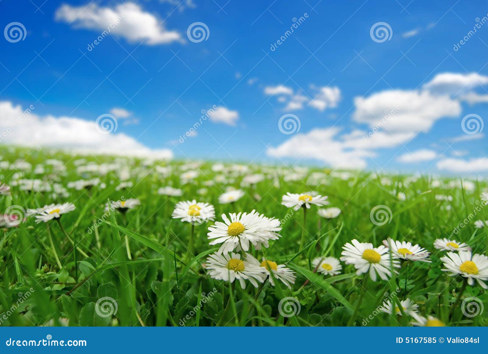 Field with daisies stock image. Image of grass, nature 5167585