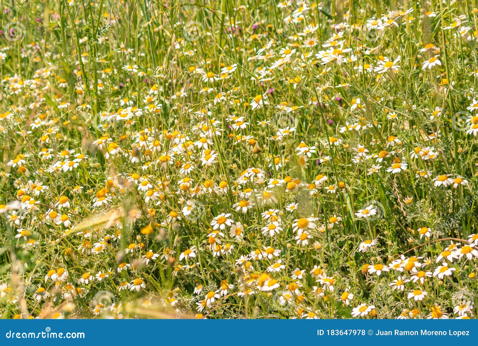 field of daisies for background