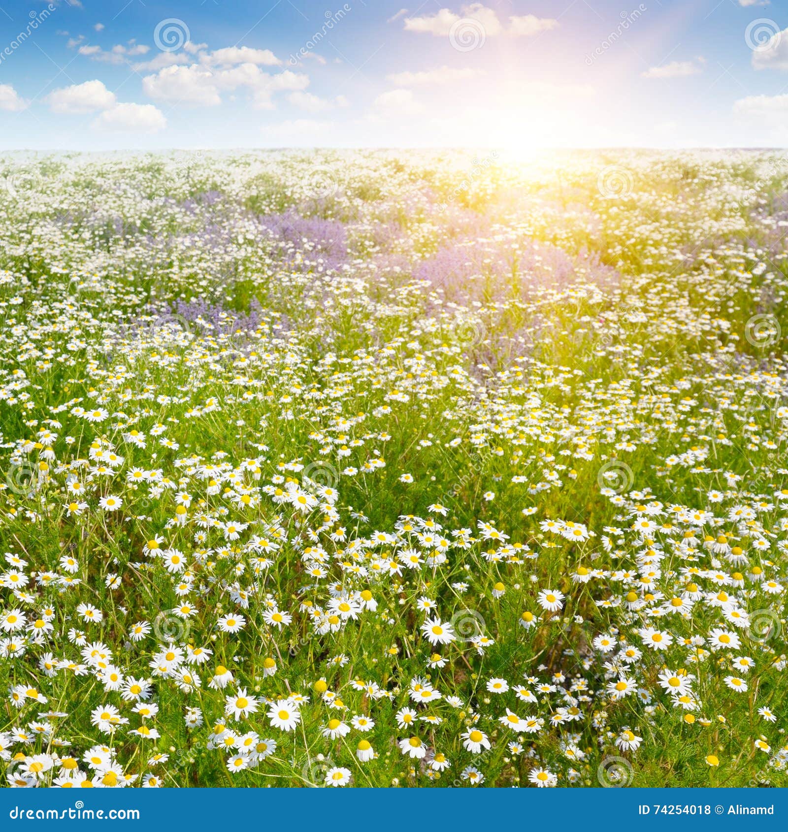 Field with daisies and sun on blue sky, focus on foreground