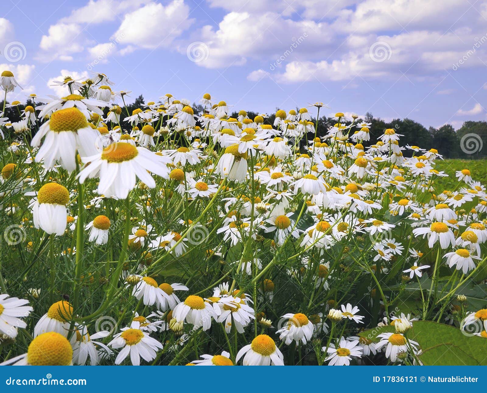 Field of Daisies or Chamomile Stock Image Image of flower, nature