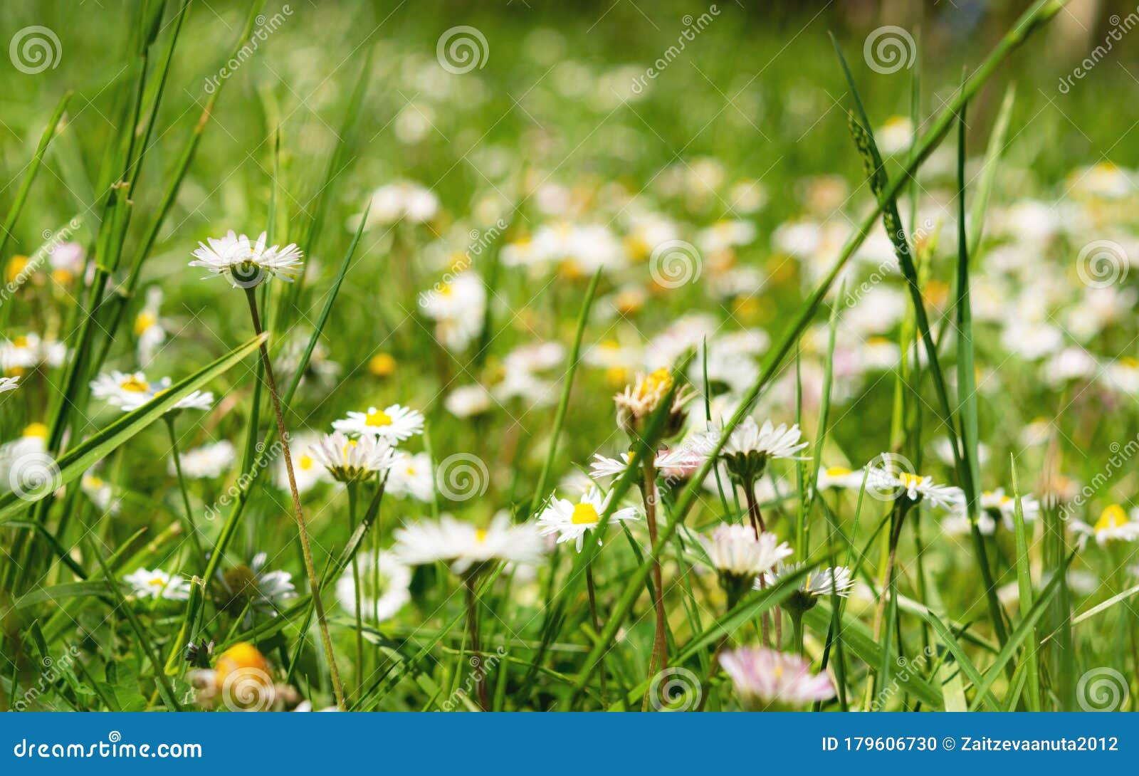 Field with Daisies and Daisies Closeup Stock Photo Image of