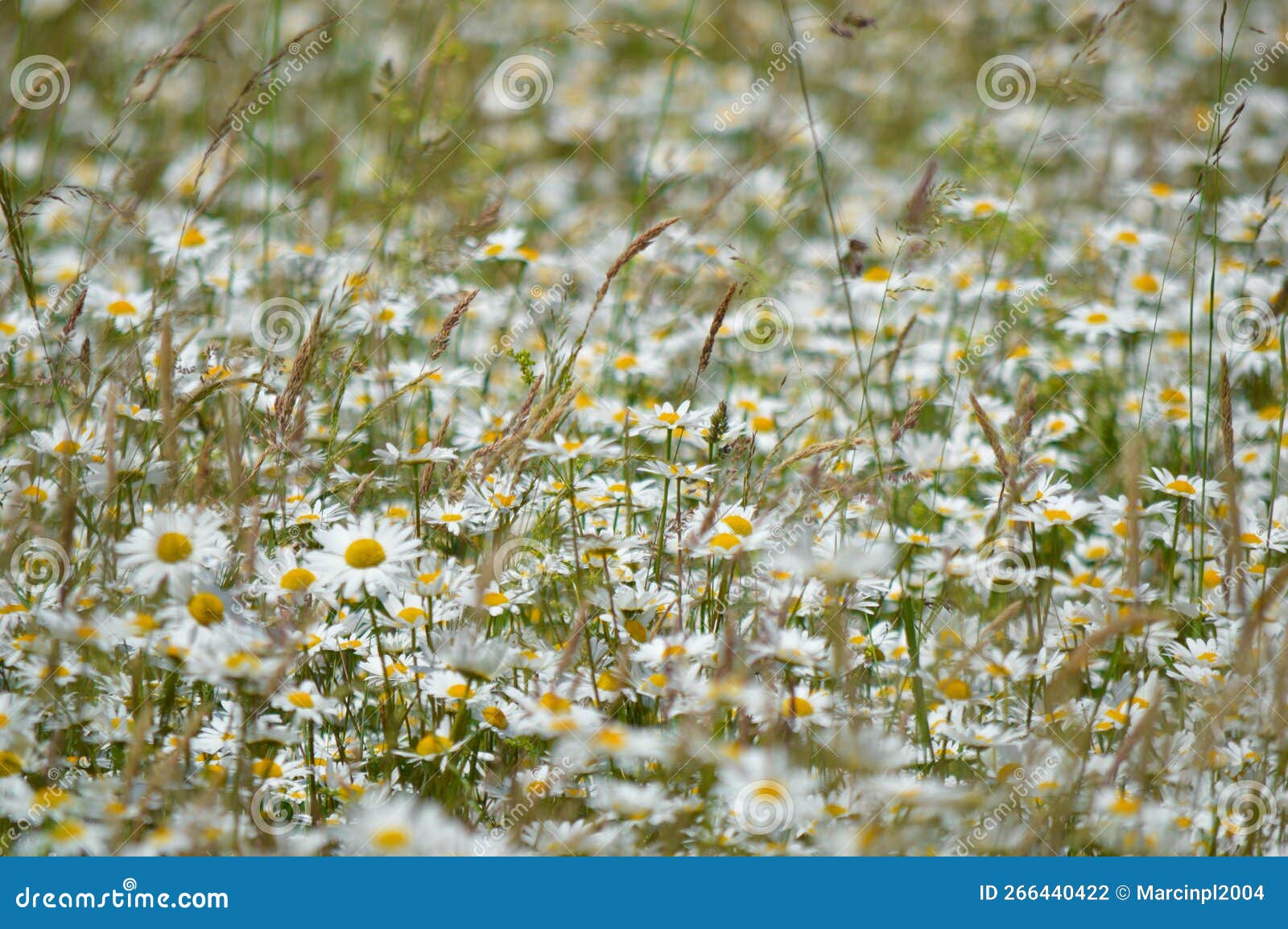 Field of daisies stock photo. Image of yellow, daisies 266440422