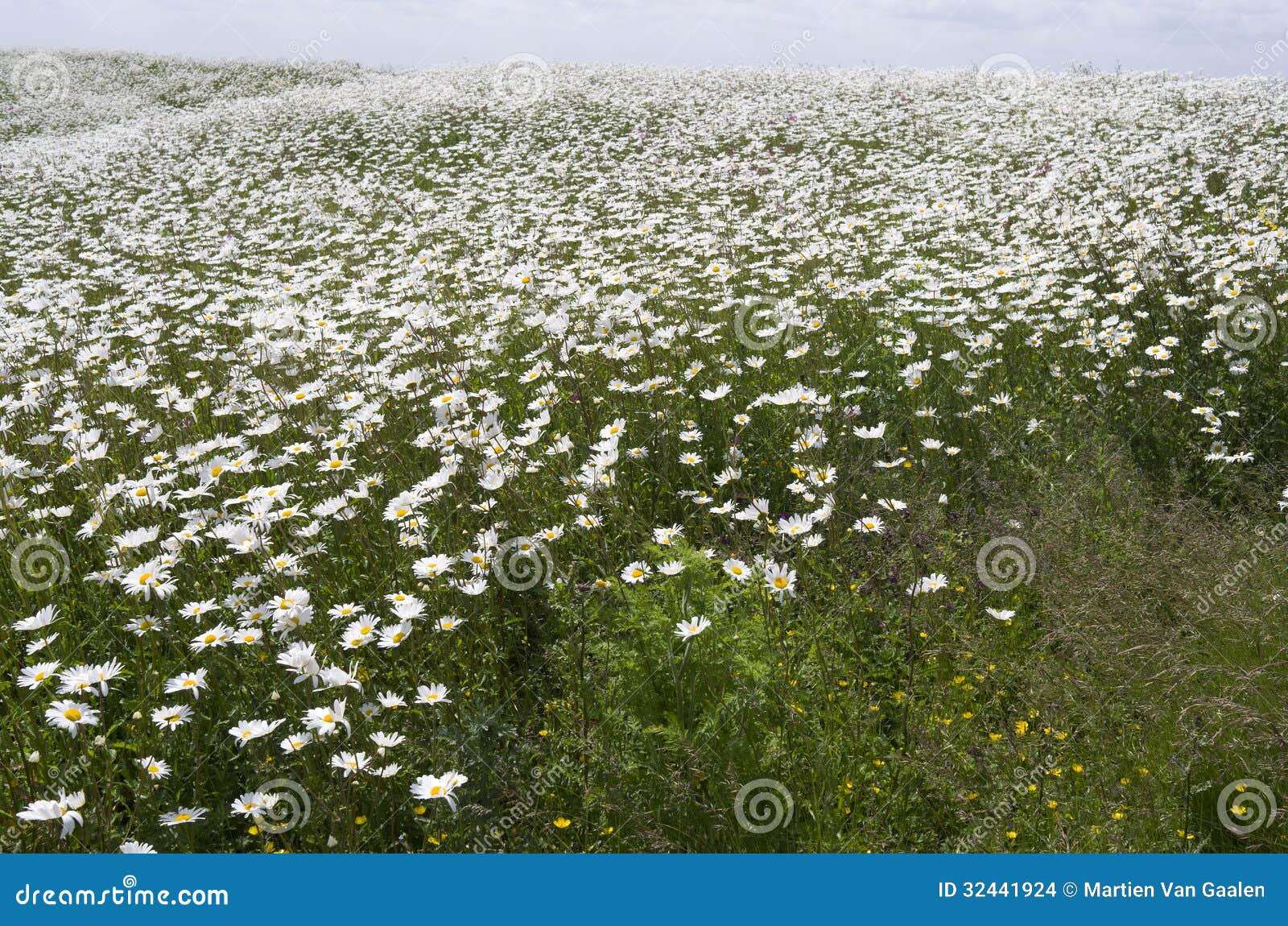 Field with daisies. stock photo. Image of flowers, daisies 32441924