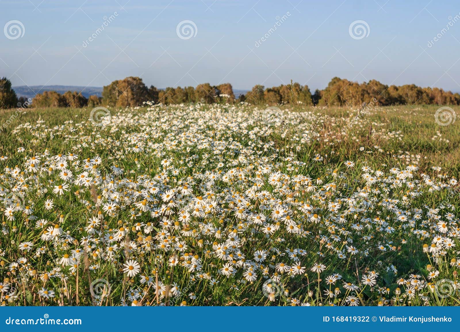 Field with daisies stock photo. Image of flora, plant 168419322