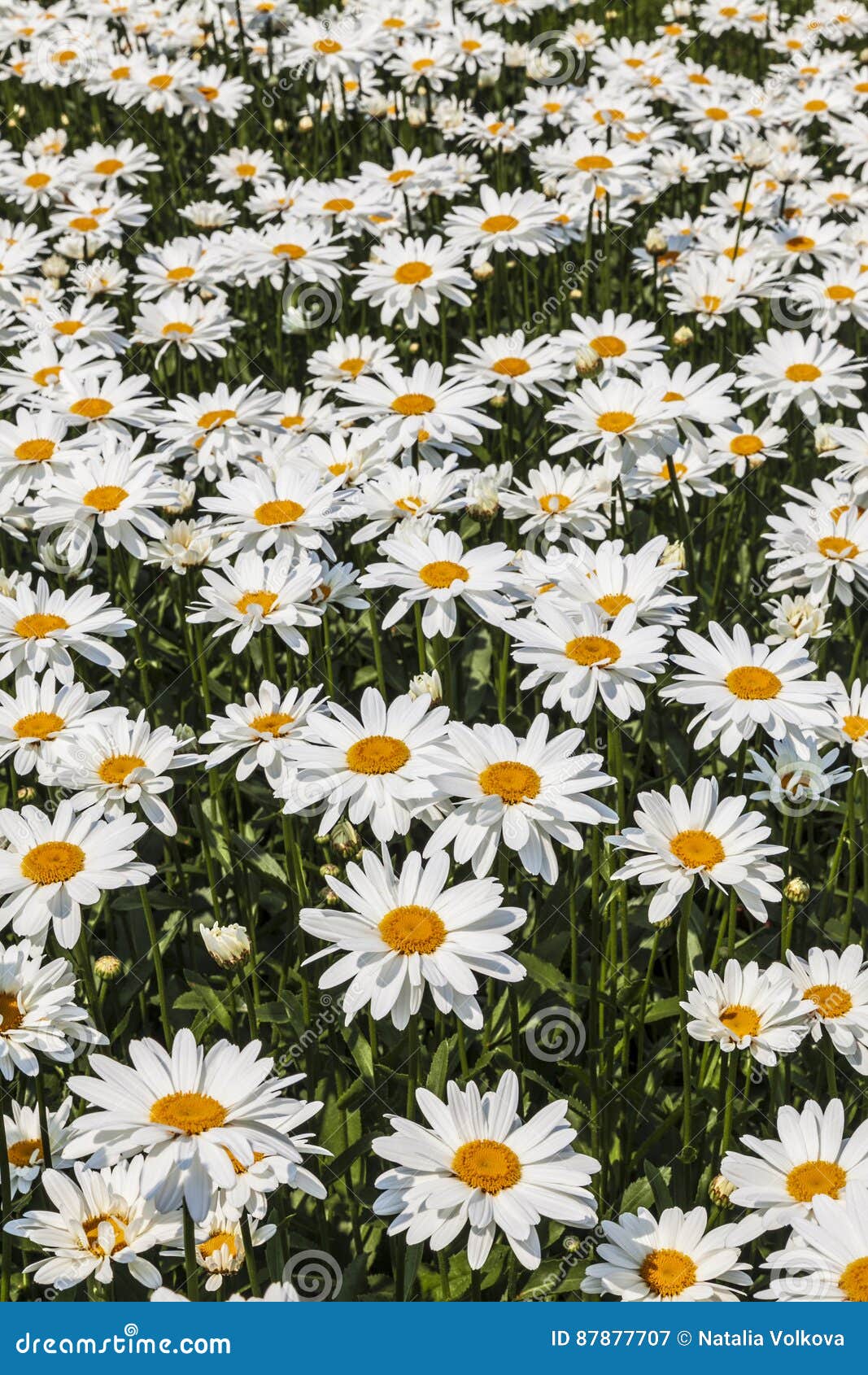 Field of Daisies on a Summer Day Stock Image Image of daisies