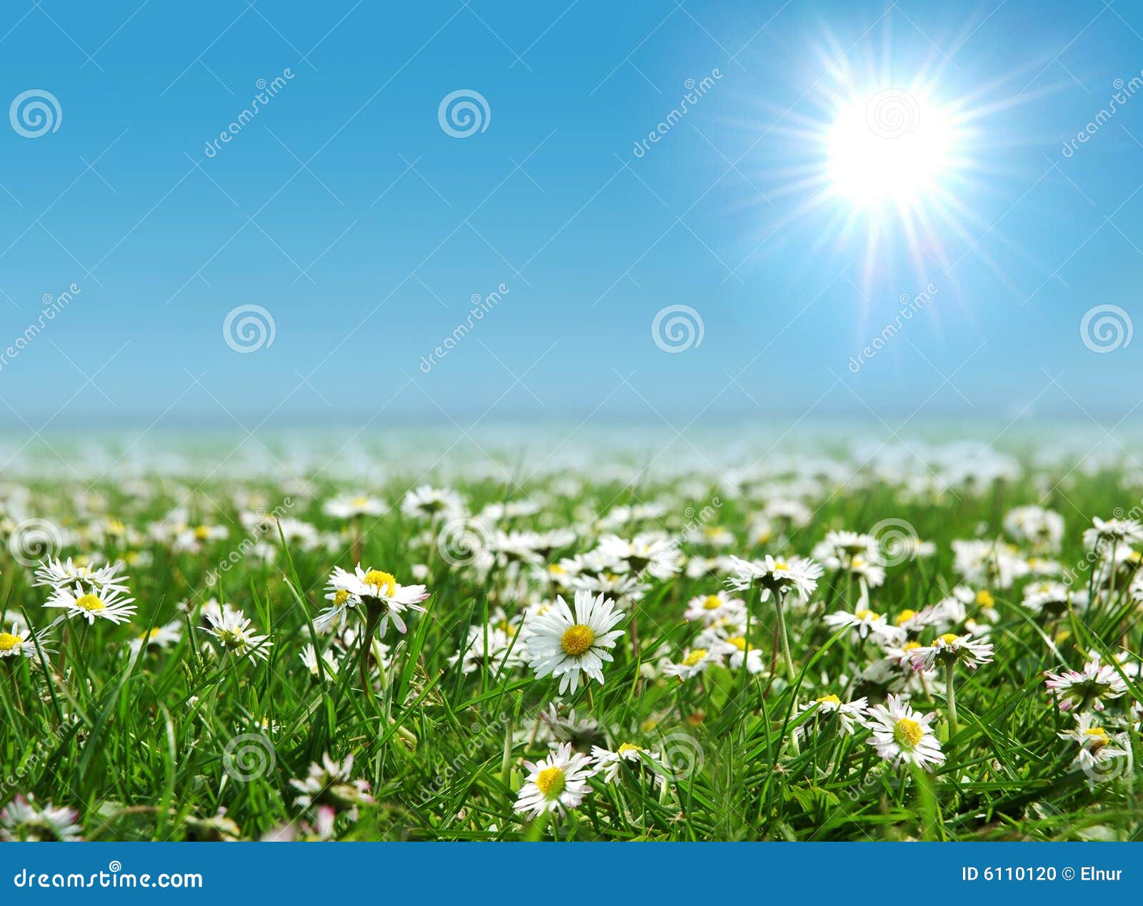 Field of Daisies with Sun on the Sky Stock Photo Image of herb, green