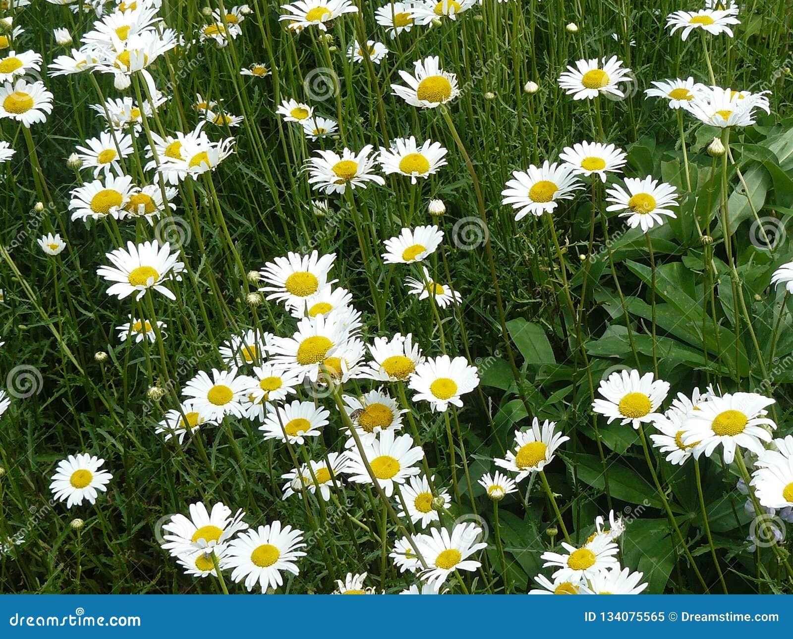 A Field of Daisies in Upstate New York. Stock Image Image of green, daisies 134075565
