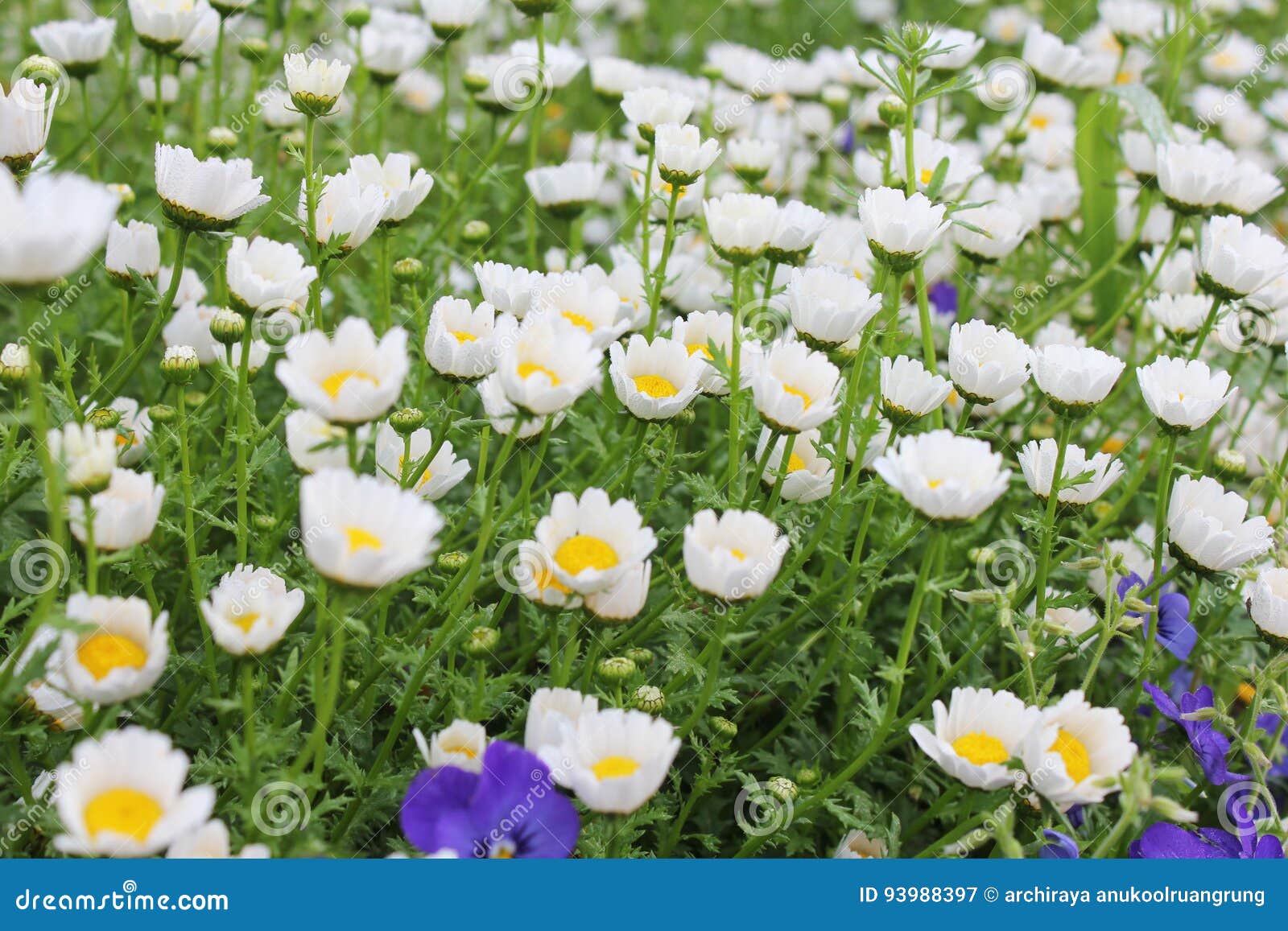 Field of daisies stock image. Image of floral, summer 93988397