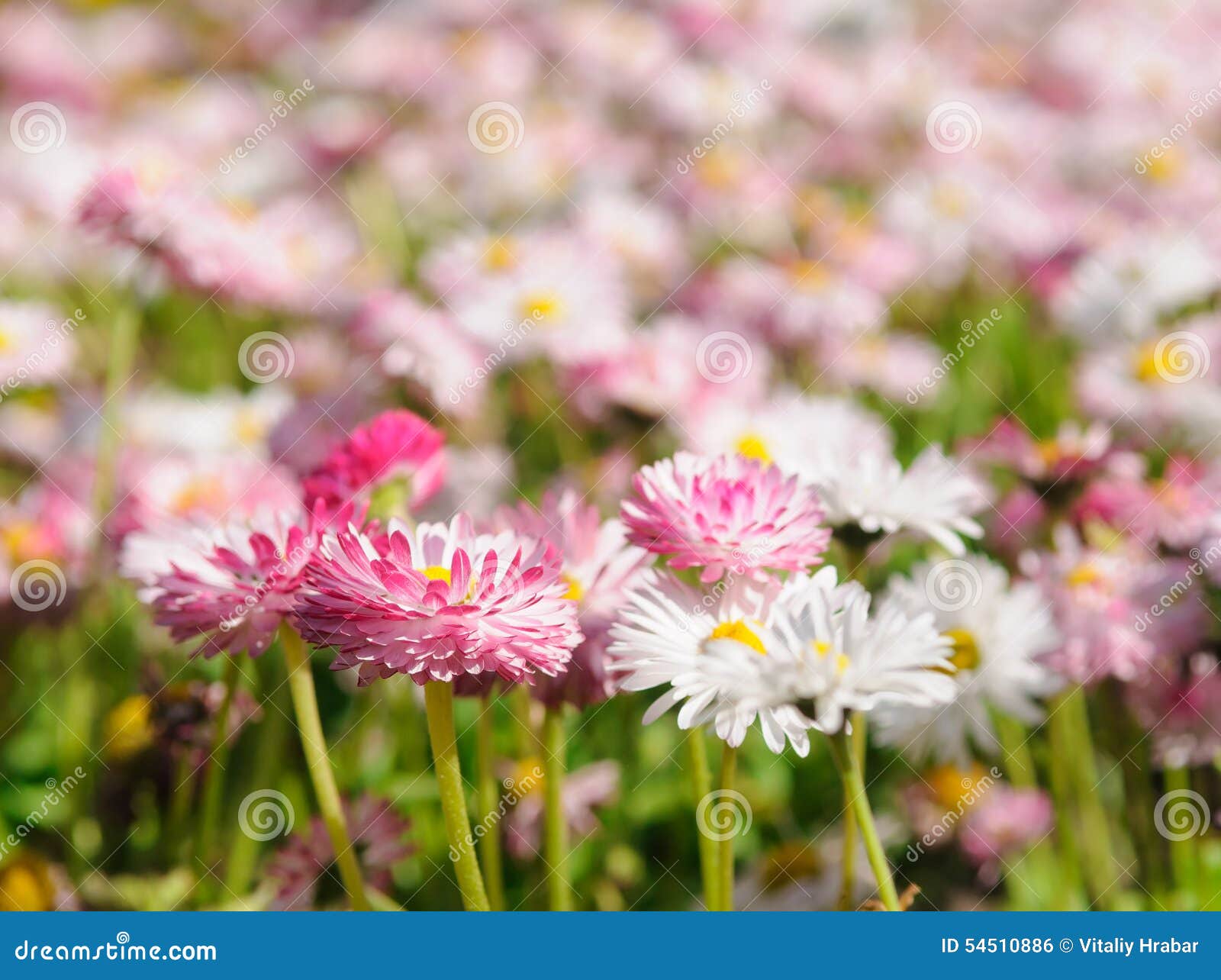 Field of daisy stock photo. Image of beautiful, delicate 54510886
