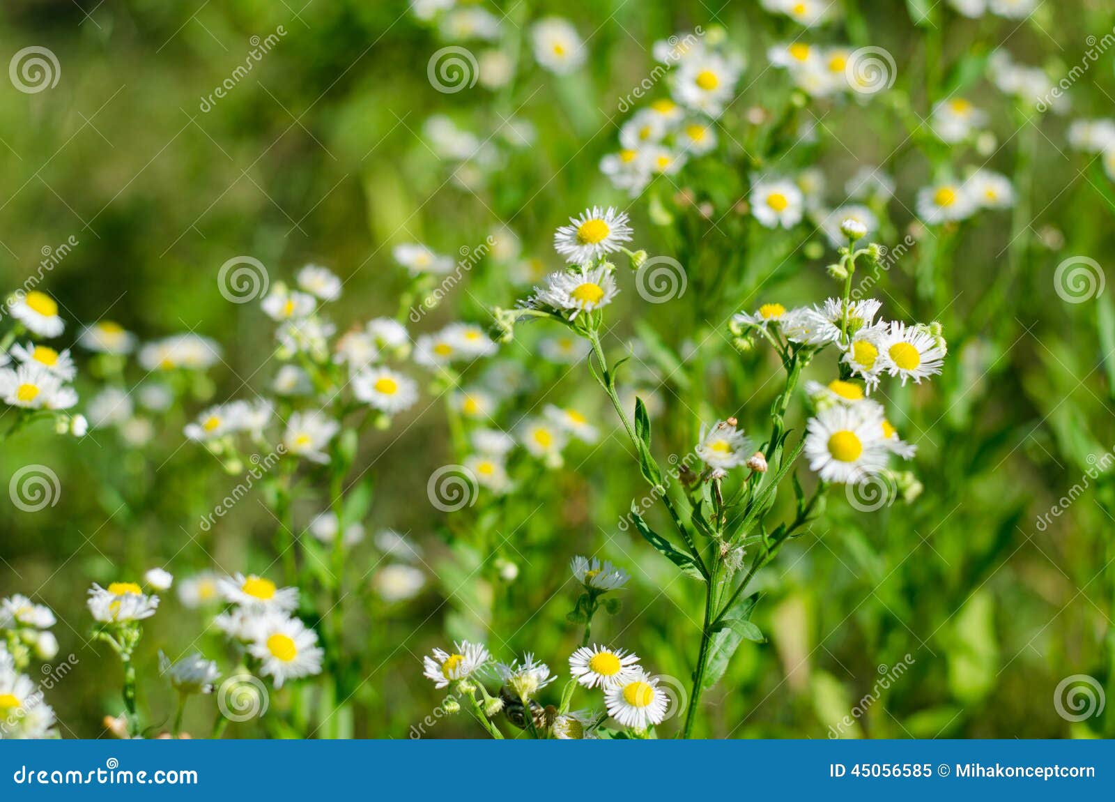 Field of daisy flowers stock image. Image of summer, daisy 45056585