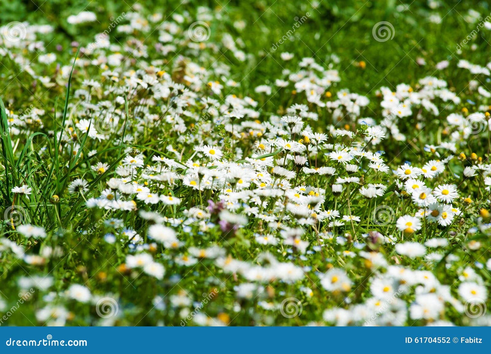 Field of daisy flowers stock photo. Image of meadow, nature 61704552