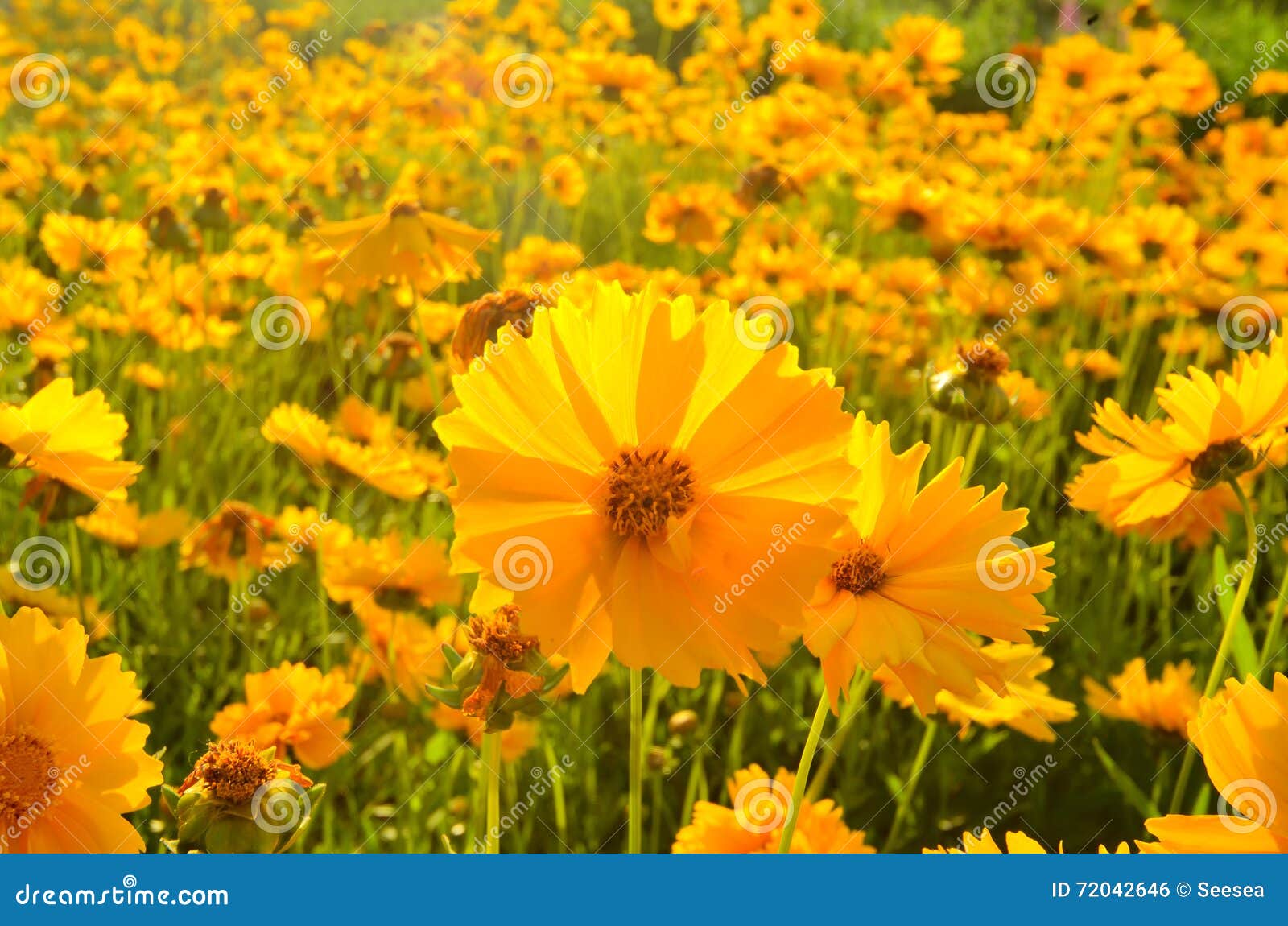 Field of daisy flowers stock photo. Image of garden, natural 72042646