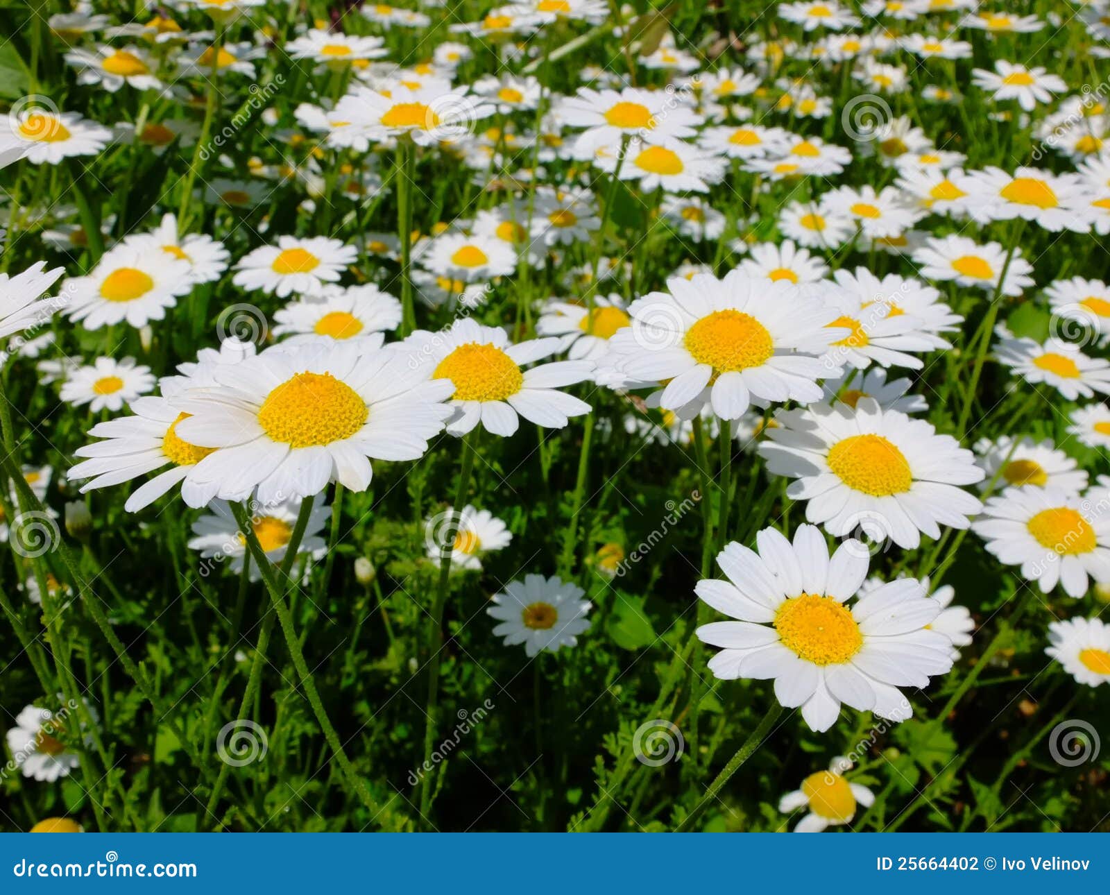 Field of daisy s stock photo. Image of petal, outdoors 25664402