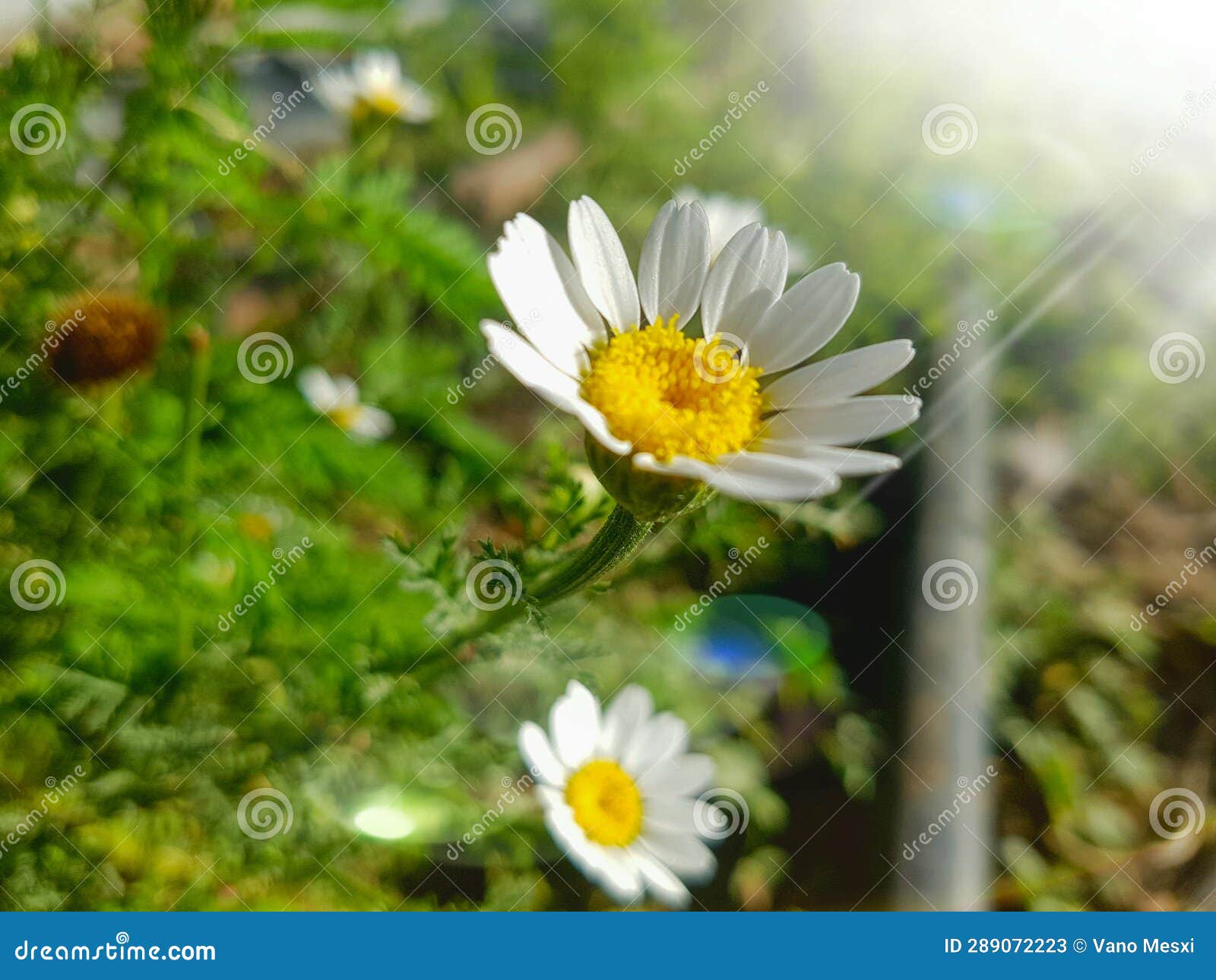 Field daisy on the sunbeam stock image. Image of plant 289072223