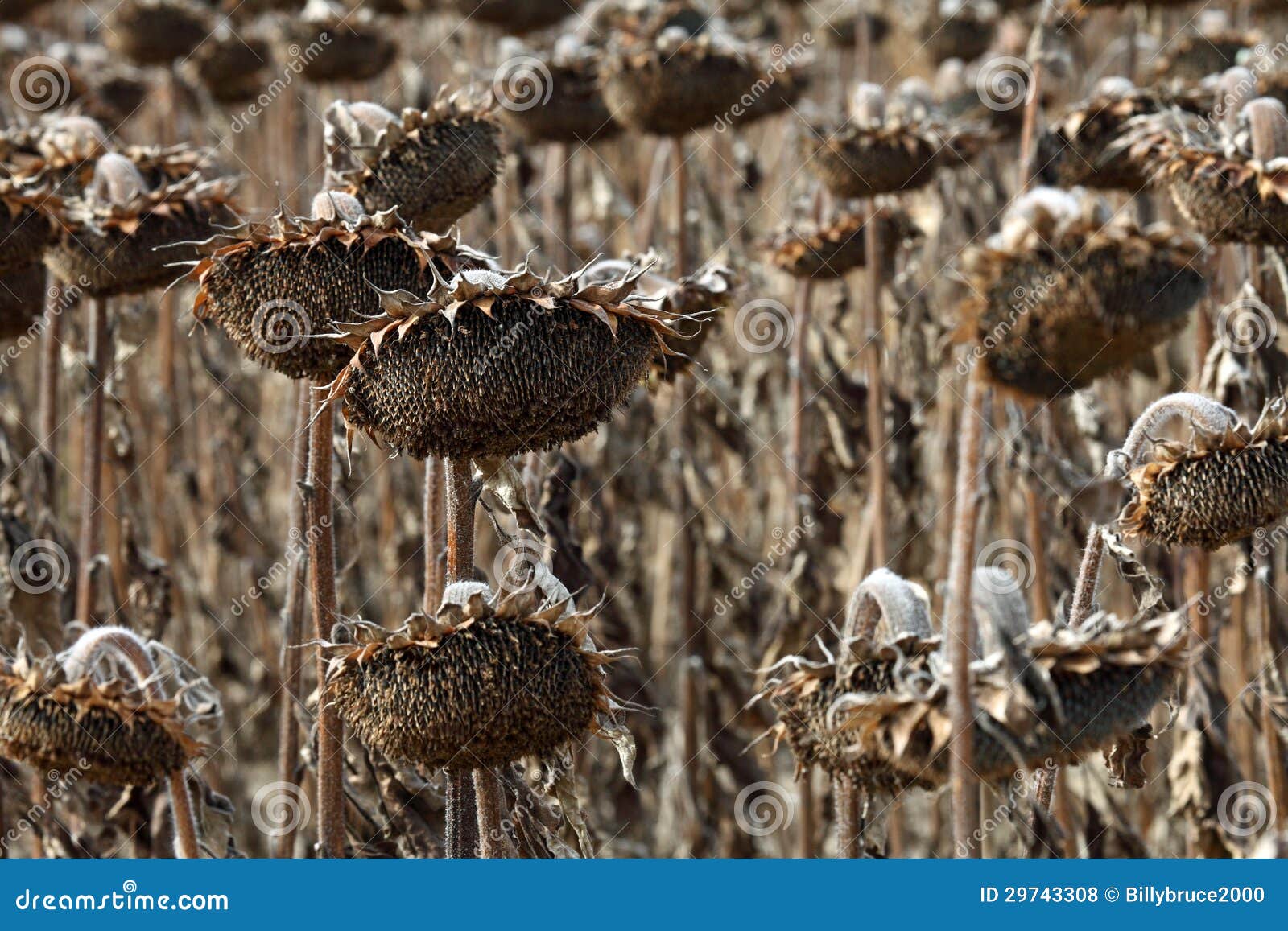 Dead Sunflowers stock photo. Image of dead, rotting, young 29743308