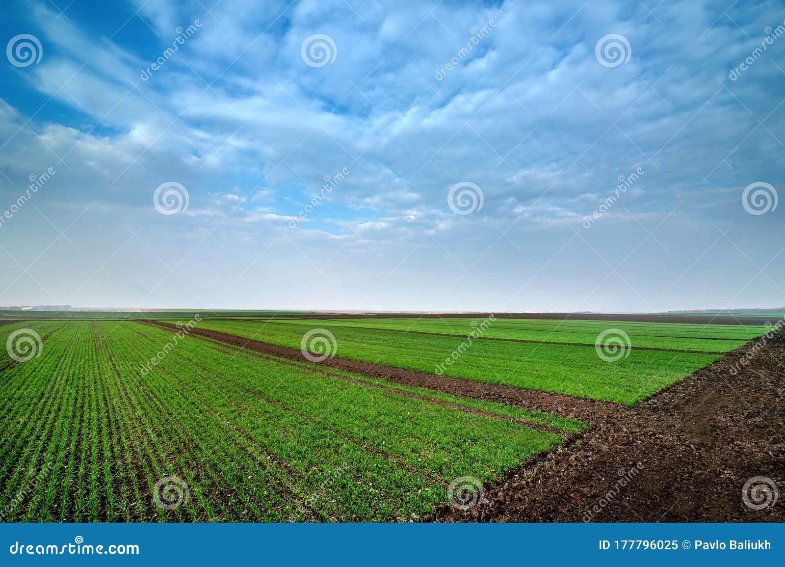 Field Divided into Sectors by Wheat Varieties with Beautiful Sky Stock