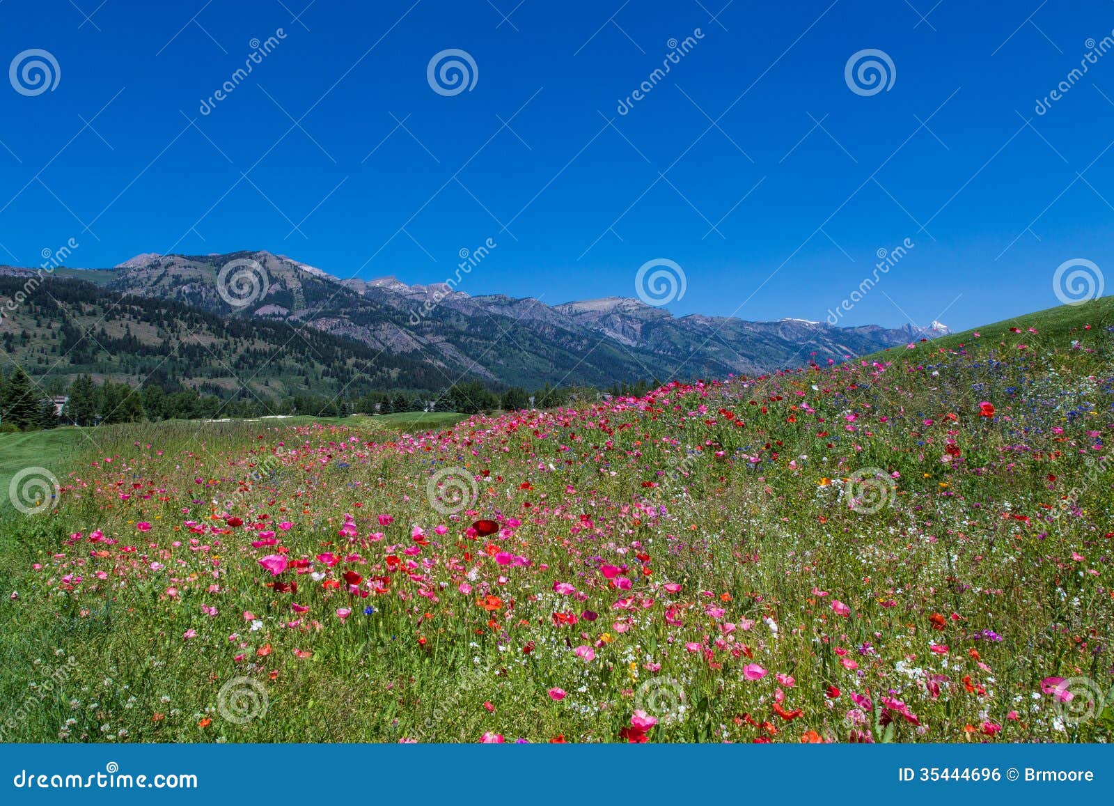 Field of dreams stock photo. Image of fields, larkspur - 35444696