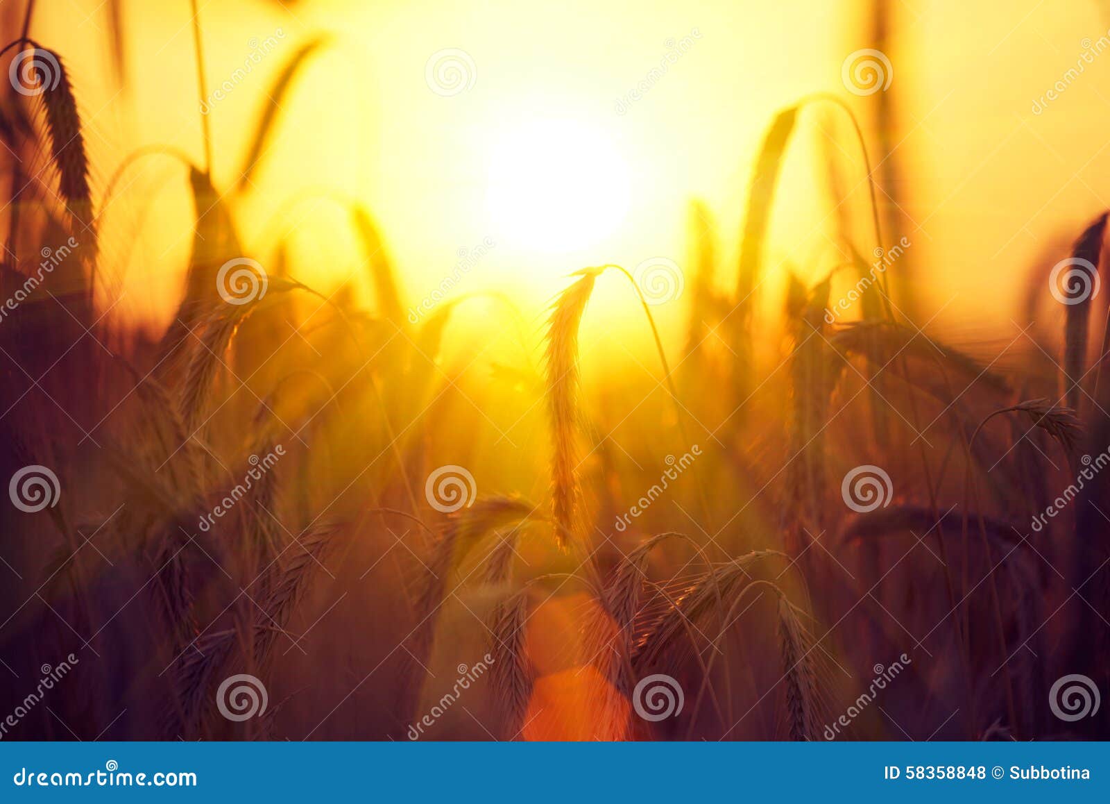 field of dry golden wheat. harvest